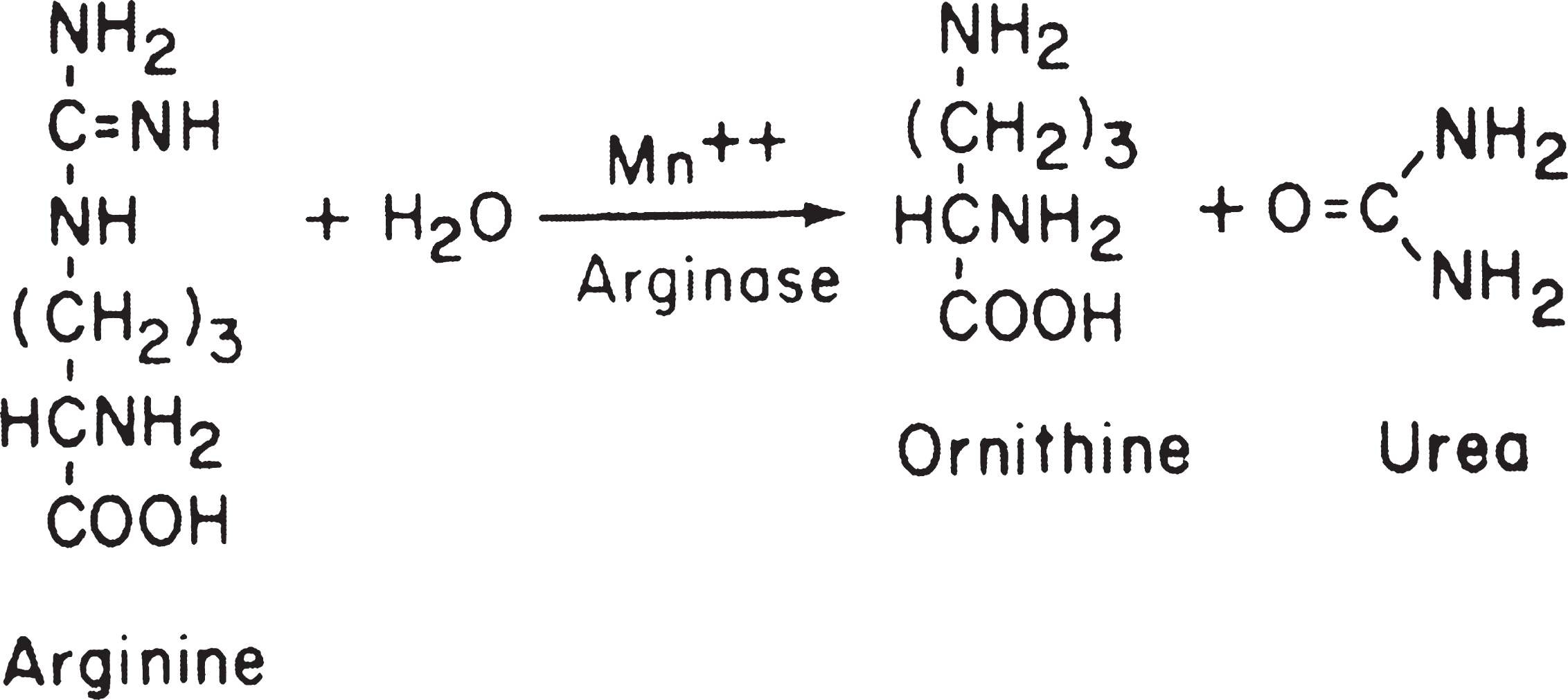 Conversion of arginine to ornithine and urea by the enzymatic activity of arginase.