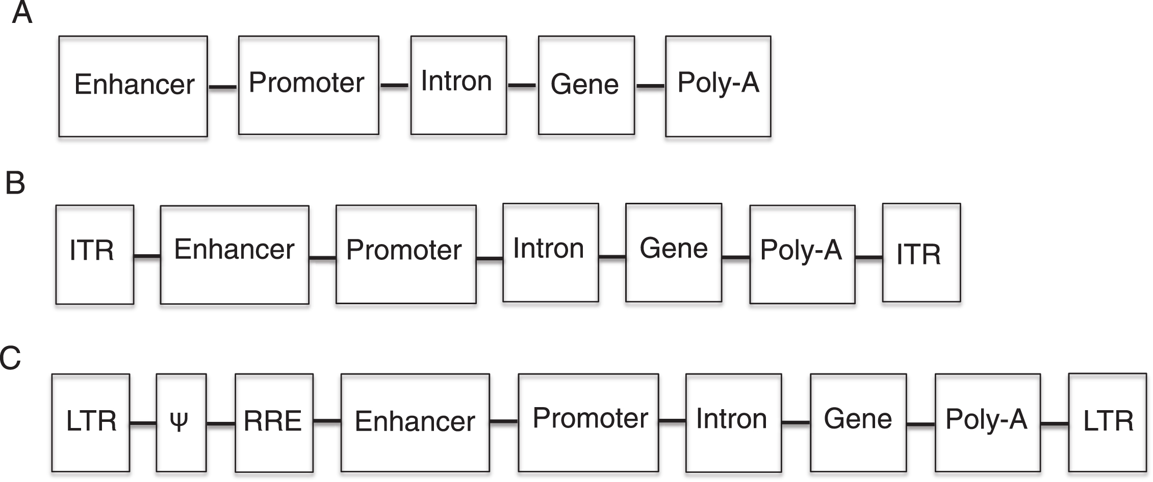 Diagram of therapeutic nucleotide sequences 
(TNS). A. Non-viral TNS have an enhancer (optional) for increased transgene expression, a promoter (necessary) to 
drive transgene expression, an intron (optional) for increase gene expression, a transgene to correct the genetic 
defect and a polyadenylation (poly-A) signal (necessary) for proper translation. B. Adeno-associated virus TNS 
contain all the elements of non-viral TNS as well as inverted terminal repeats (ITR), which are necessary for the 
packaging of the TNS into the virus. C. Retroviral TNS contain the elements necessary for proper transgene 
expression, and retroviral elements and coding sequences. The Ψ element is a retroviral packaging signal. 
The retroviral long terminal repeats (LTR) mediated integration of retroviral DNA and have promoter activity, 
which is sometimes inactivated to prevent insertional mutagenesis. The rev-responsive element (RRE) is necessary 
for post-transcriptional transport of viral RNA during retroviral packaging.