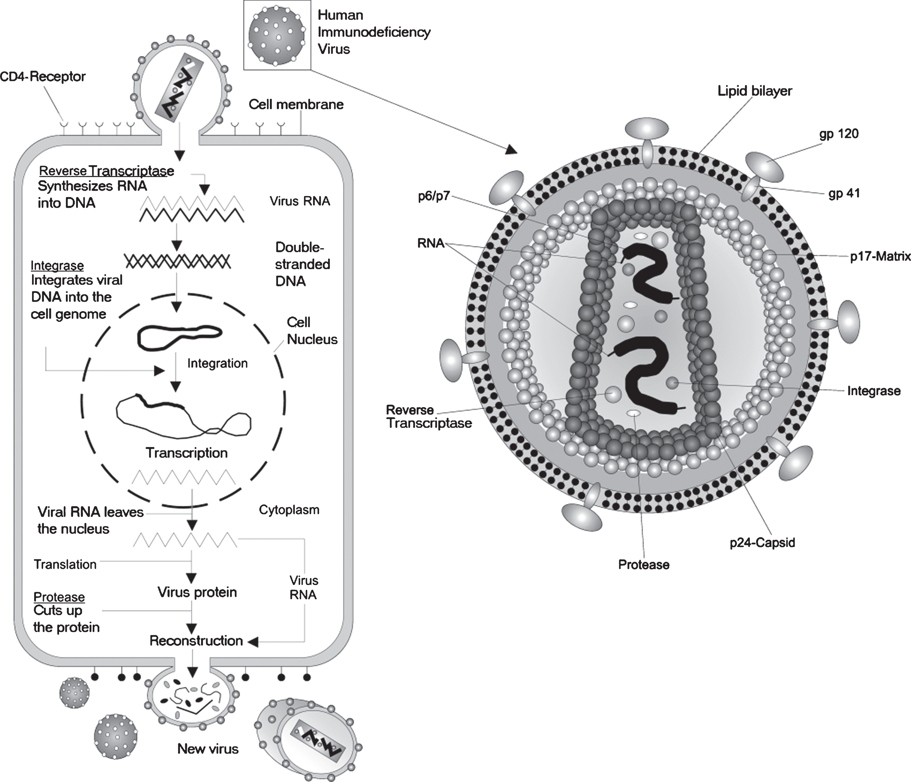 A depiction of the life cycle of the Human immunodeficiency Virus (HIV). HIV is a complex retrovirus. The HIV life cycle includes viral binding, entry, reverse transcription, integration, transcription, translation, protein modification, assembly and budding. This figure is courtesy of Wikimedia Commons and is re-printed under the GNU free documentationlicense.