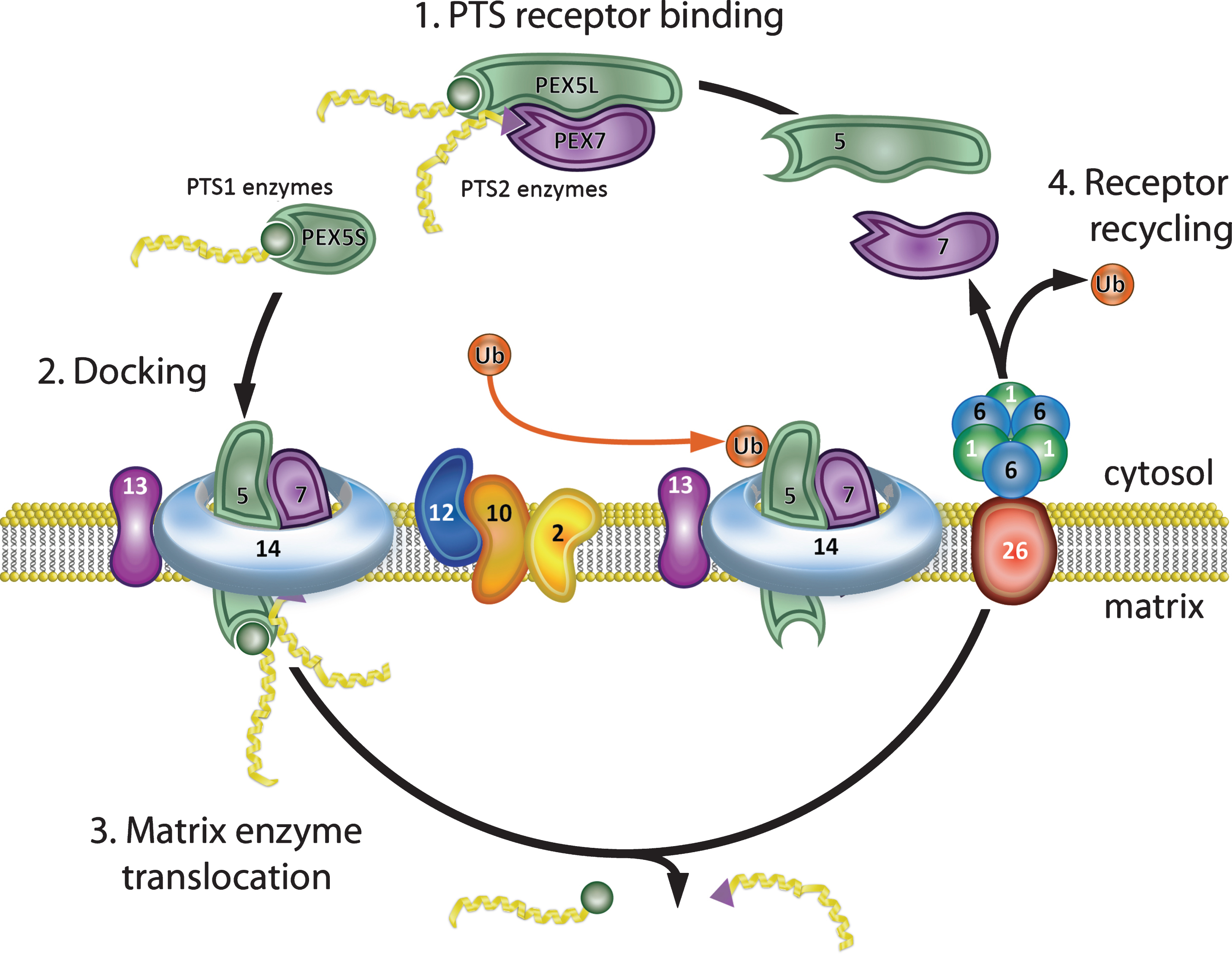 Peroxisome matrix protein import. (1) PTS receptor binding. PEX5 and PEX7 cytosolic receptors bind their cognate ligands (PTS1 and PTS2 enzymes, respectively) in the cytosol. PEX5 has two isoforms that differ by alternative splicing. The longer isoform, PEX5L, binds both PTS1 enzymes and PEX7 and delivers them to the peroxisome membrane. (2) Docking. The receptor-ligand complex docks at the peroxisome membrane by binding PEX13 and PEX14. (3) Matrix enzyme translocation. PEX5, together with PEX14, forms a dynamic membrane pore through which the ligands are transported into the peroxisome matrix. (4) Receptor recycling. PEX2, PEX10, and PEX12 mono-ubiquitinate PEX5, allowing its removal from the membrane. The PEX1-PEX6 AAA-ATPase heterohexamer (anchored to the peroxisome membrane by PEX26) uses the energy from ATP hydrolysis to remove PEX5-Ub from the peroxisome membrane for another round of import. PEX7 is recycled to the cytosol after PEX5 in an ATP independent manner. Note that defects in PEX7 prevent import of PTS2 enzymes, but do not disrupt the PEX5/PTS1 import pathway.