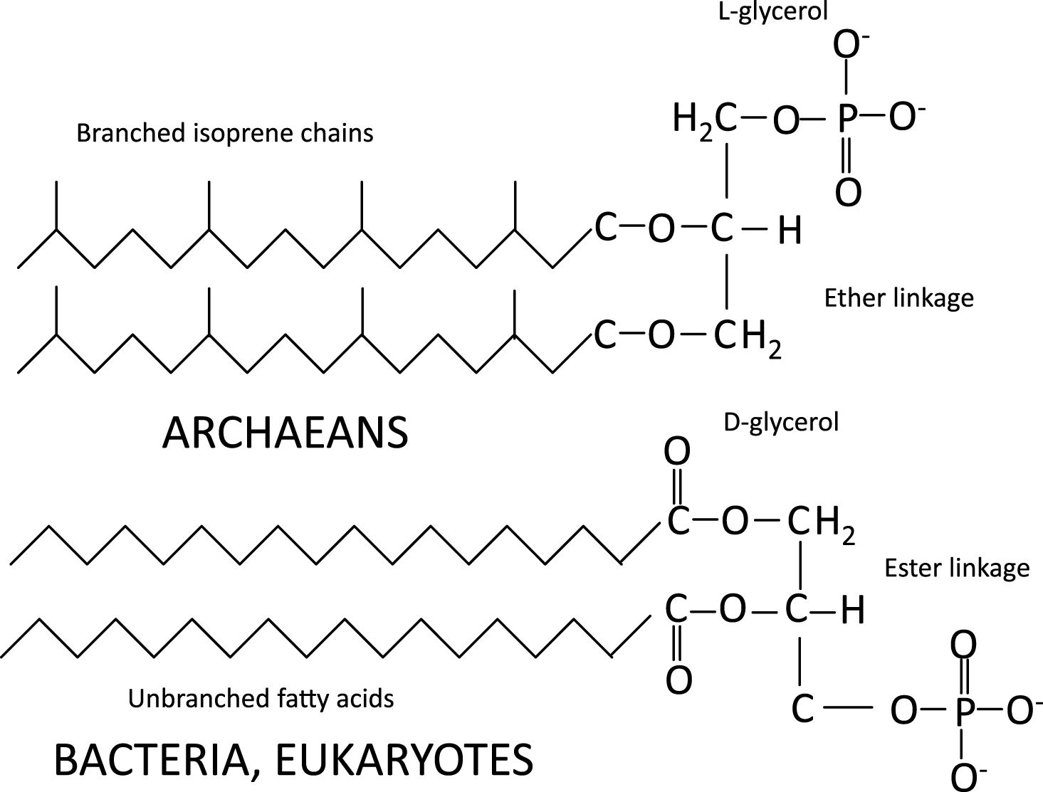 Cell membrane composition of archaeans, bacteria and eukaryotes. Adapted from http://www.ucmp.berkeley.edu/archaea/archaeamm.html and http://wikipedia.org/wiki/Archaea.