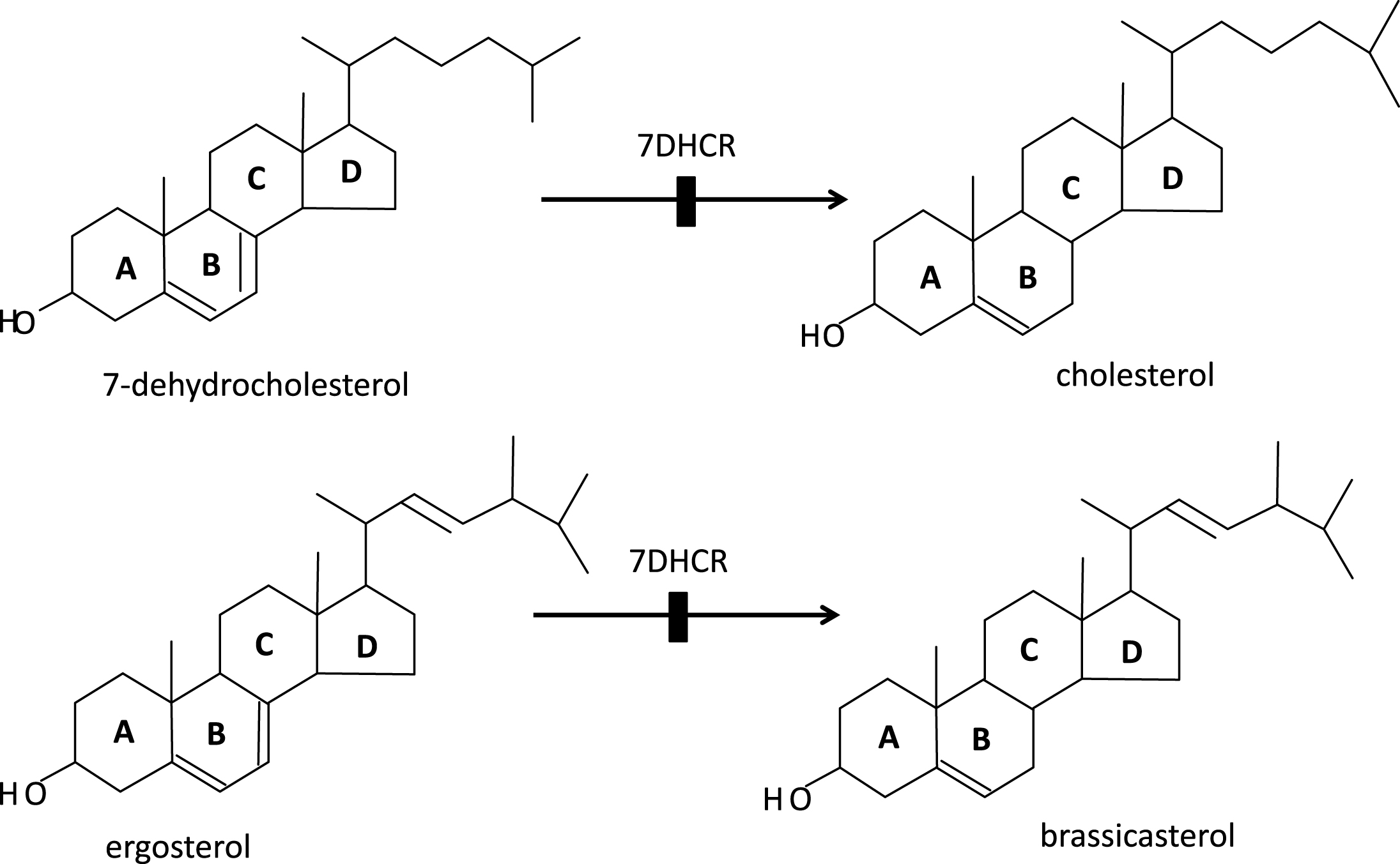a: Humans; inability to convert 7-dehydrocholesterol to cholesterol due to mutant 7-dehydrocholesterol reductase causes RSH (so-called Smith-Lemli-Opitz, SLO) syndrome in the homozygous survivors of the severe embryonic and fetal selection against them. b: Plants (Arabidopsis thaliana) corresponding deficiency of this highly conserved enzyme with inability to convert ergosterol into brassicasterol causes the dwarf 5 mutations of A. thaliana.