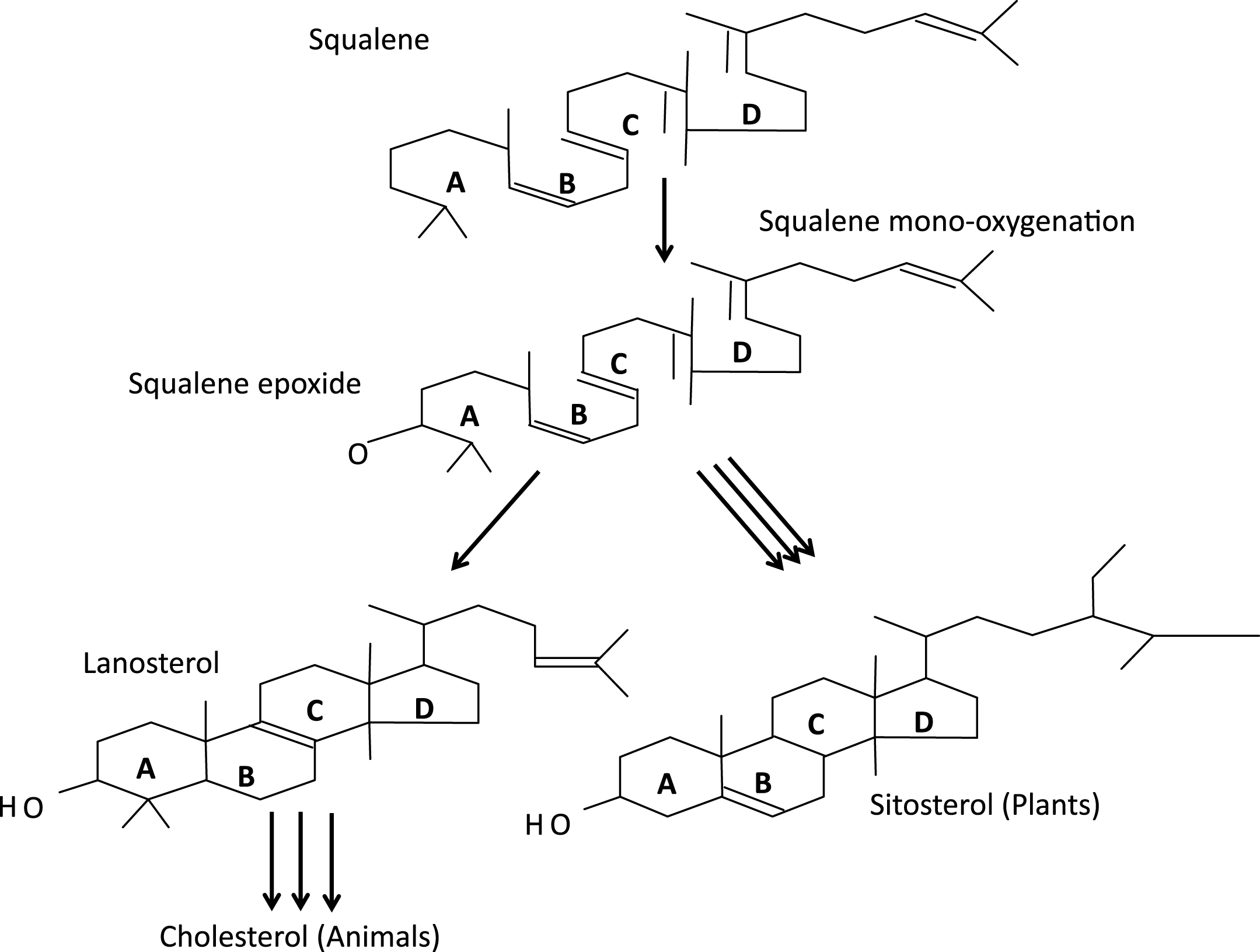 Ultimate synthesis of cholesterol in animals from squalene and of sitosterol in plants from squalene. Greatly modified from Desmond and Gribaldo, 2009.