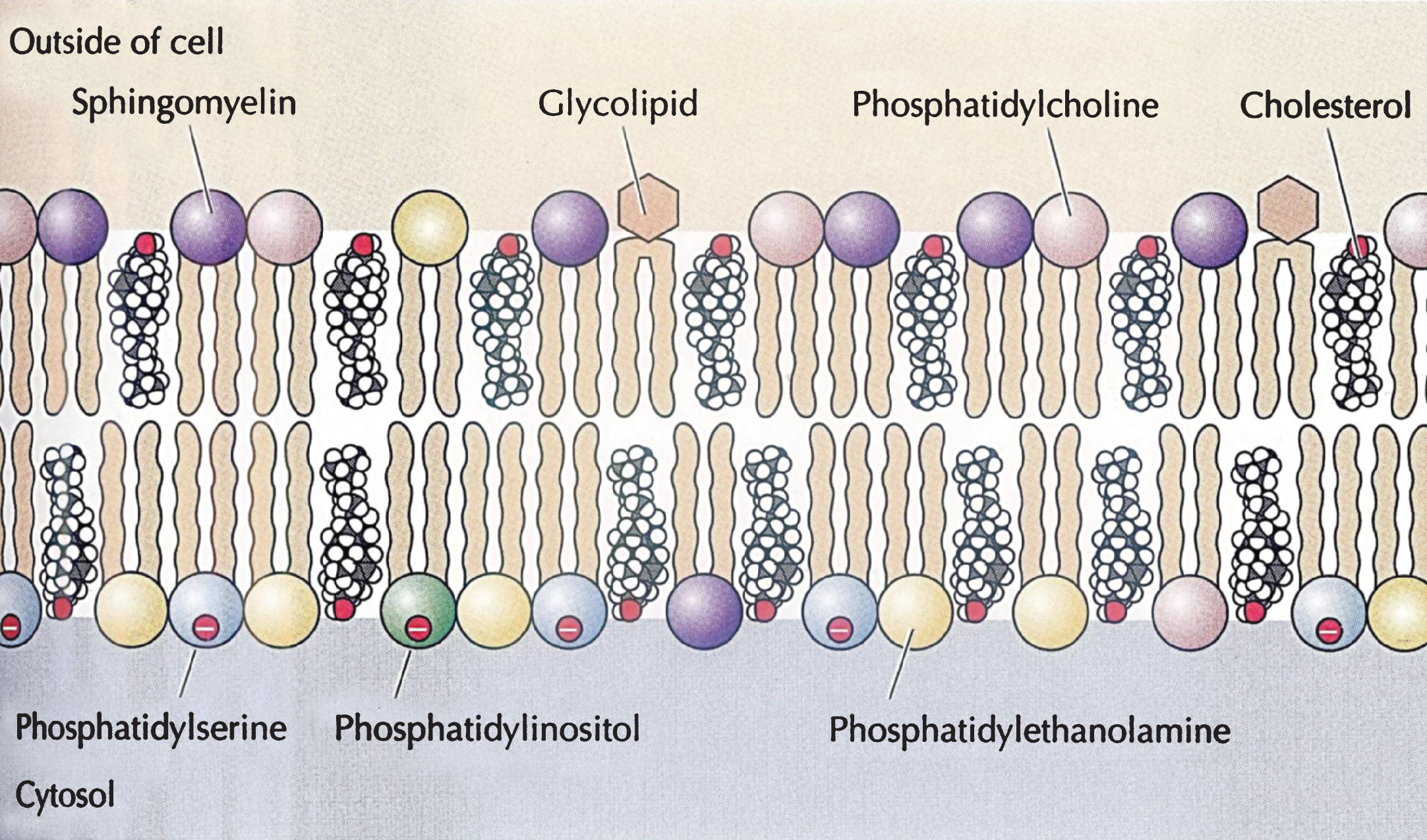 Cholesterol in the structure of the cell membrane; from Cooper, Hausman with permission.