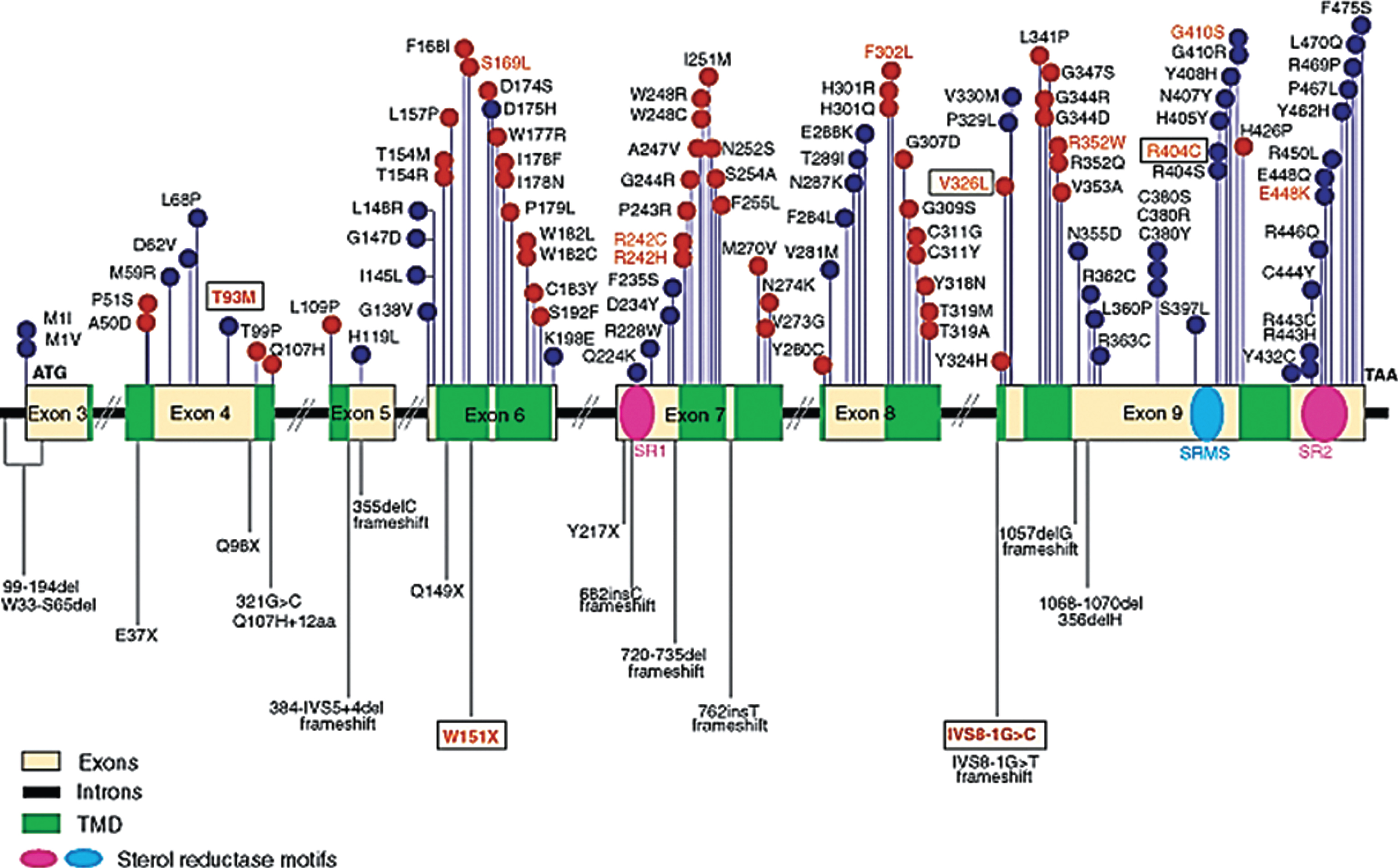 Some mutations in the DHCR7 gene. TMD: transmembrane domains. From Yu and Patel, [140], with permission.