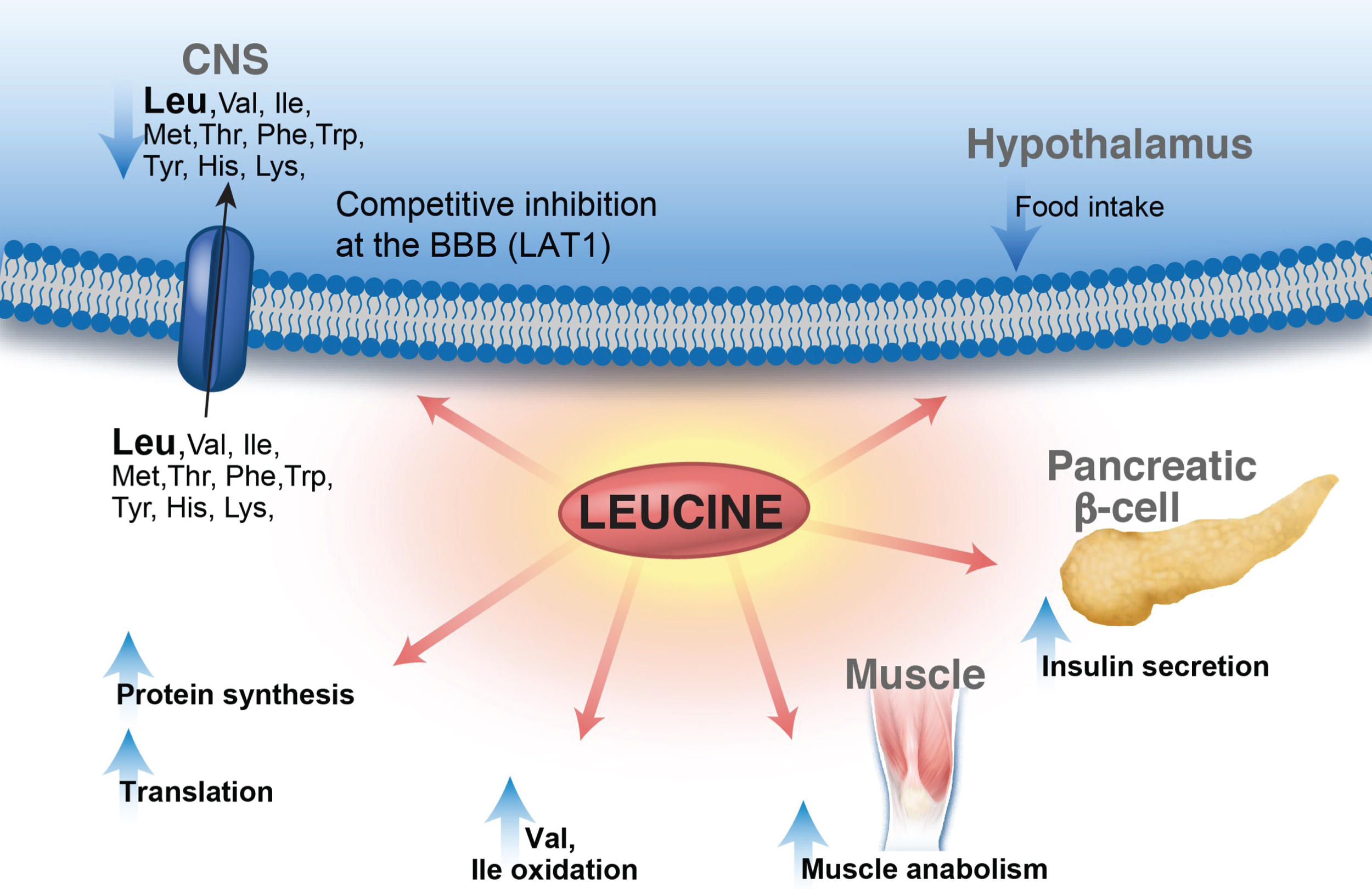 Leucine metabolic effects in multiple organ systems. Leucine displays a multitude of effects in various organs: enhances protein synthesis, inhibits muscle protein breakdown, stimulates insulin secretion and plays a role in central nervous system food intake regulatory circuits and feeding behavior. Leucine is transported via the large neutral amino acid transporter LAT1 at the blood–brain barrier, among other transporters, and can compete with other large neutral amino acids for uptake/transport affecting neurotransmitter biosynthesis. Lastly, leucine-derived α-ketoisocaproate is a potent inhibitor of the branched-chain ketoacid dehydrogenase-kinase resulting in activation of branched-chain ketoacid dehydrogenase and increased BCAA (valine and isoleucine) oxidation.