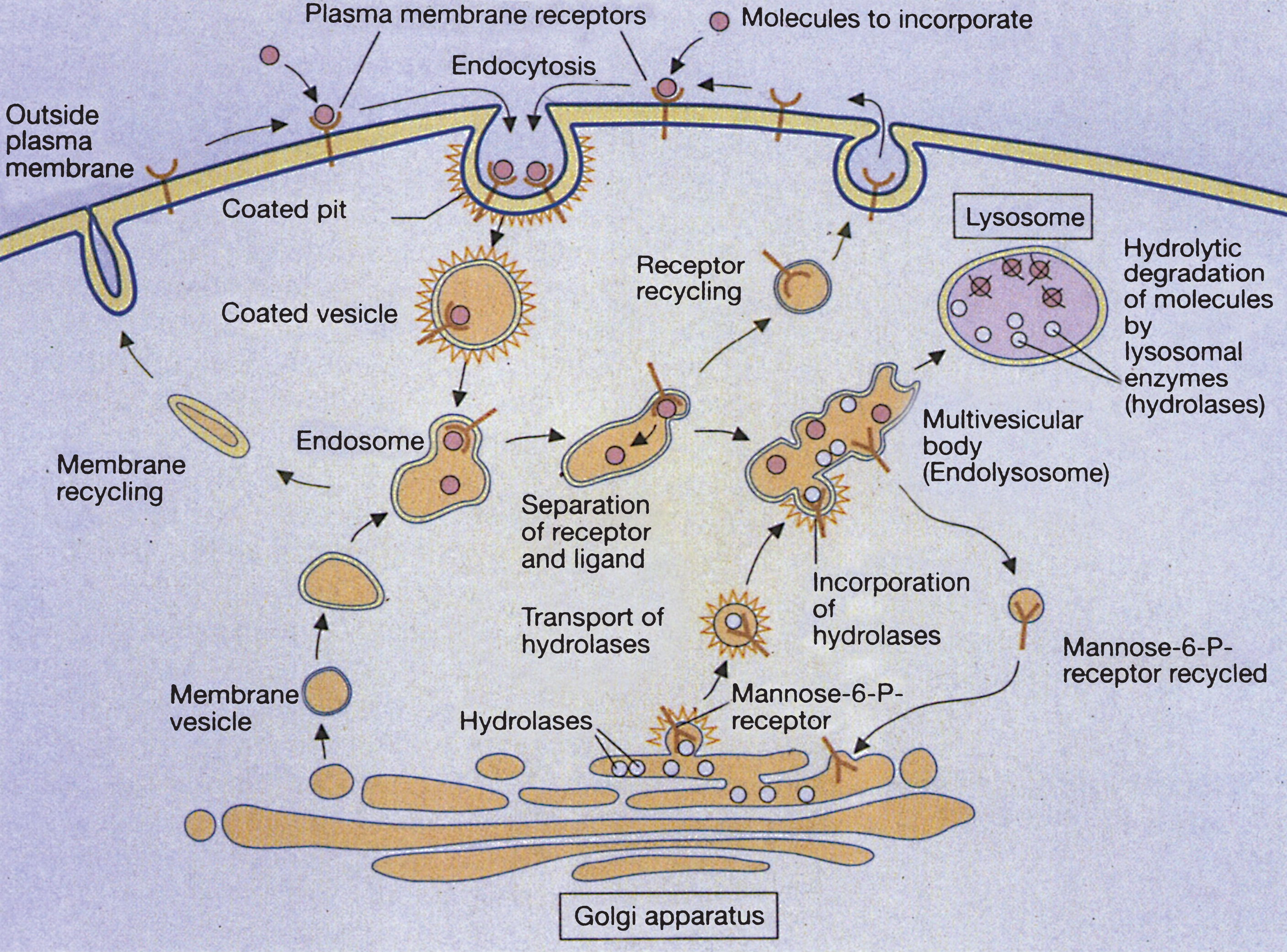 Receptor-mediated and lysosome formation. (Courtesy of Dr. Eberhard Passarge and Thieme Medical Publishers.).