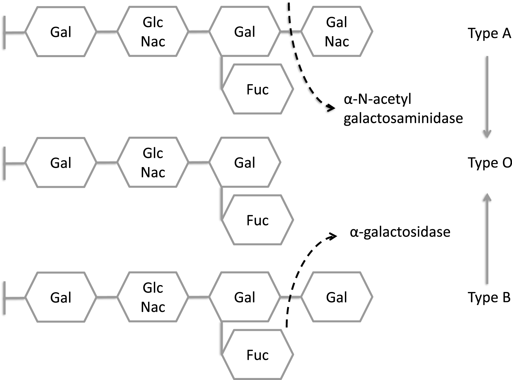 The terminal residue of blood group antigen B is metabolized by α-galactosidase A–deficient in patients with Fabry disease-while antigen A is cleaved by α-galactosidase B–deficient in patients with Schindler’s disease.