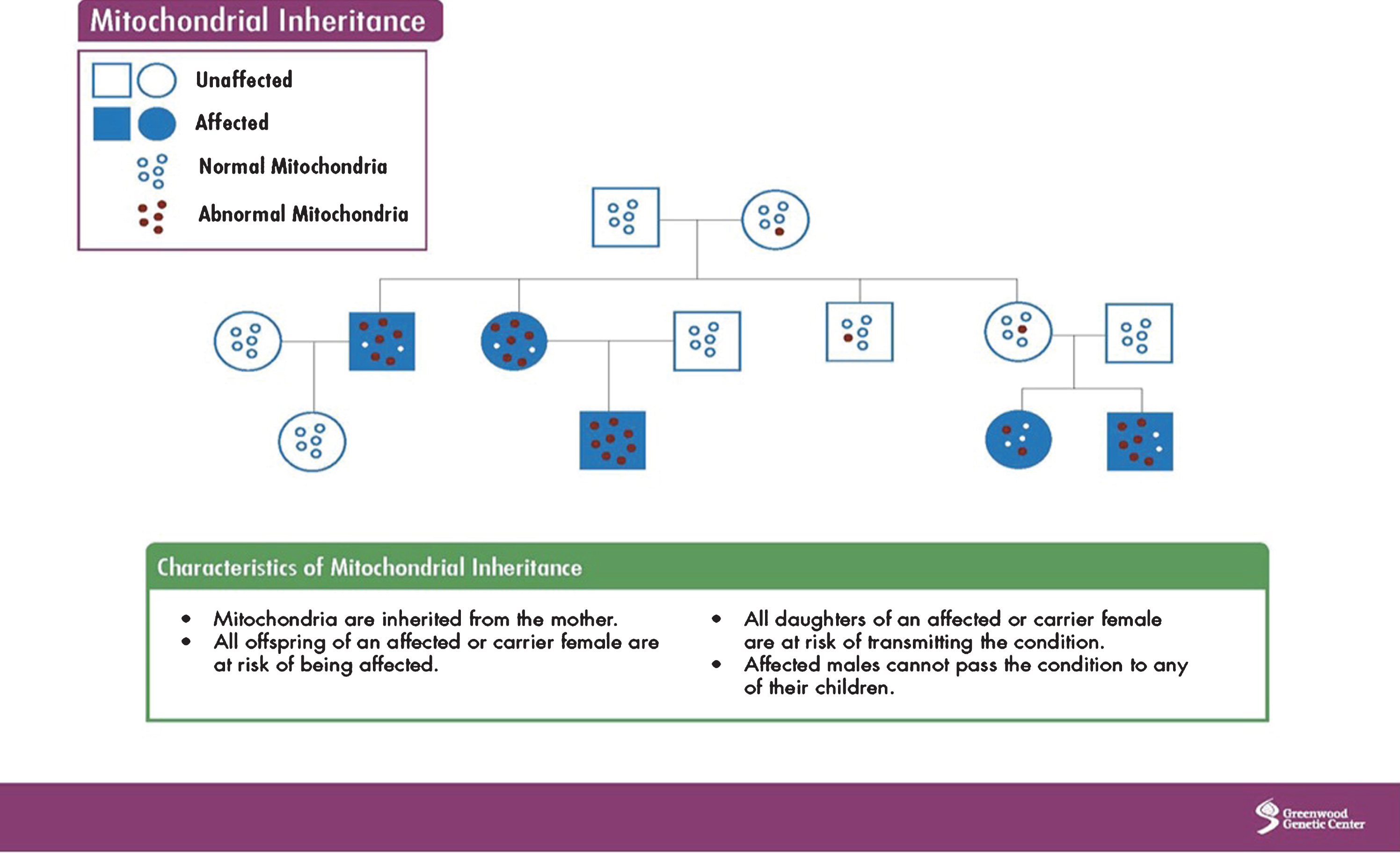 Mitochondrial inheritance. Source: Greenwood Genetic Center.