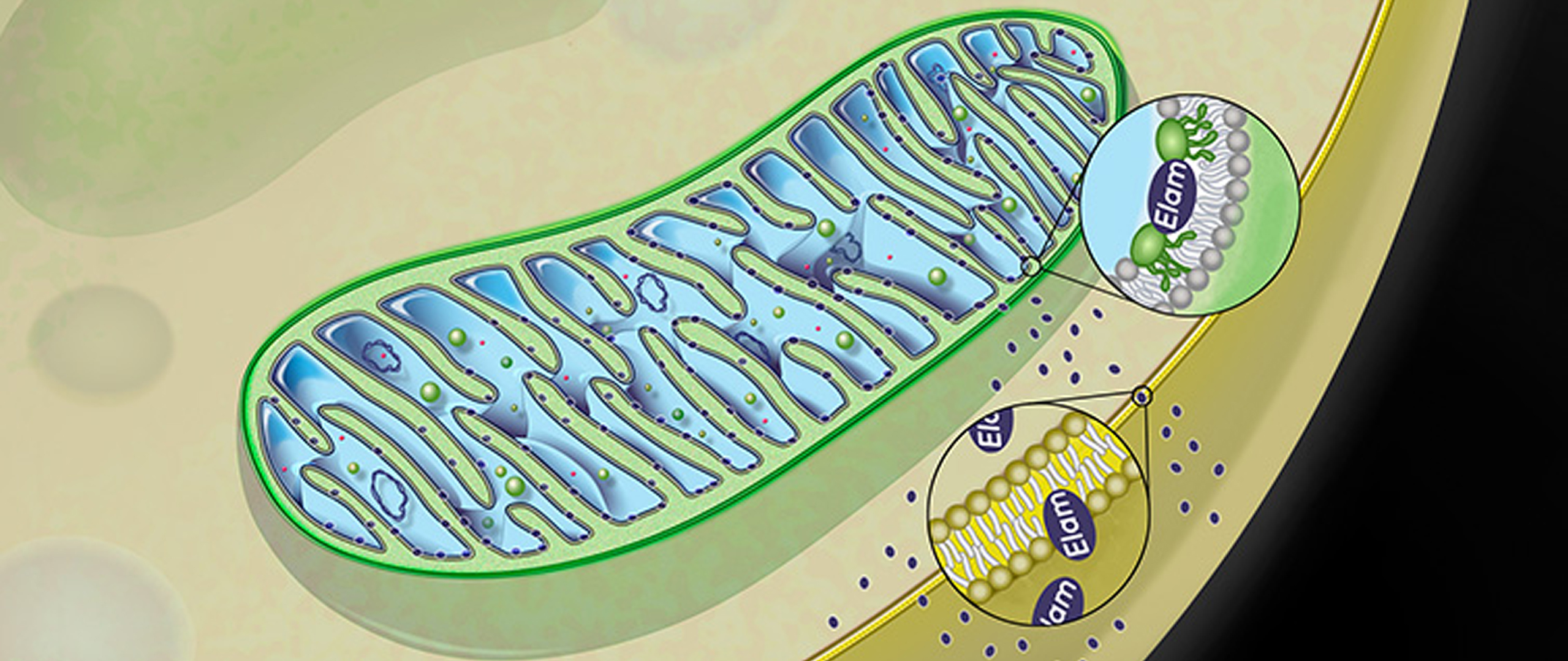 Schematic of Elamipretide’s penetration of mitochondrial membrane. Source: Stealth BioTherapeutics.