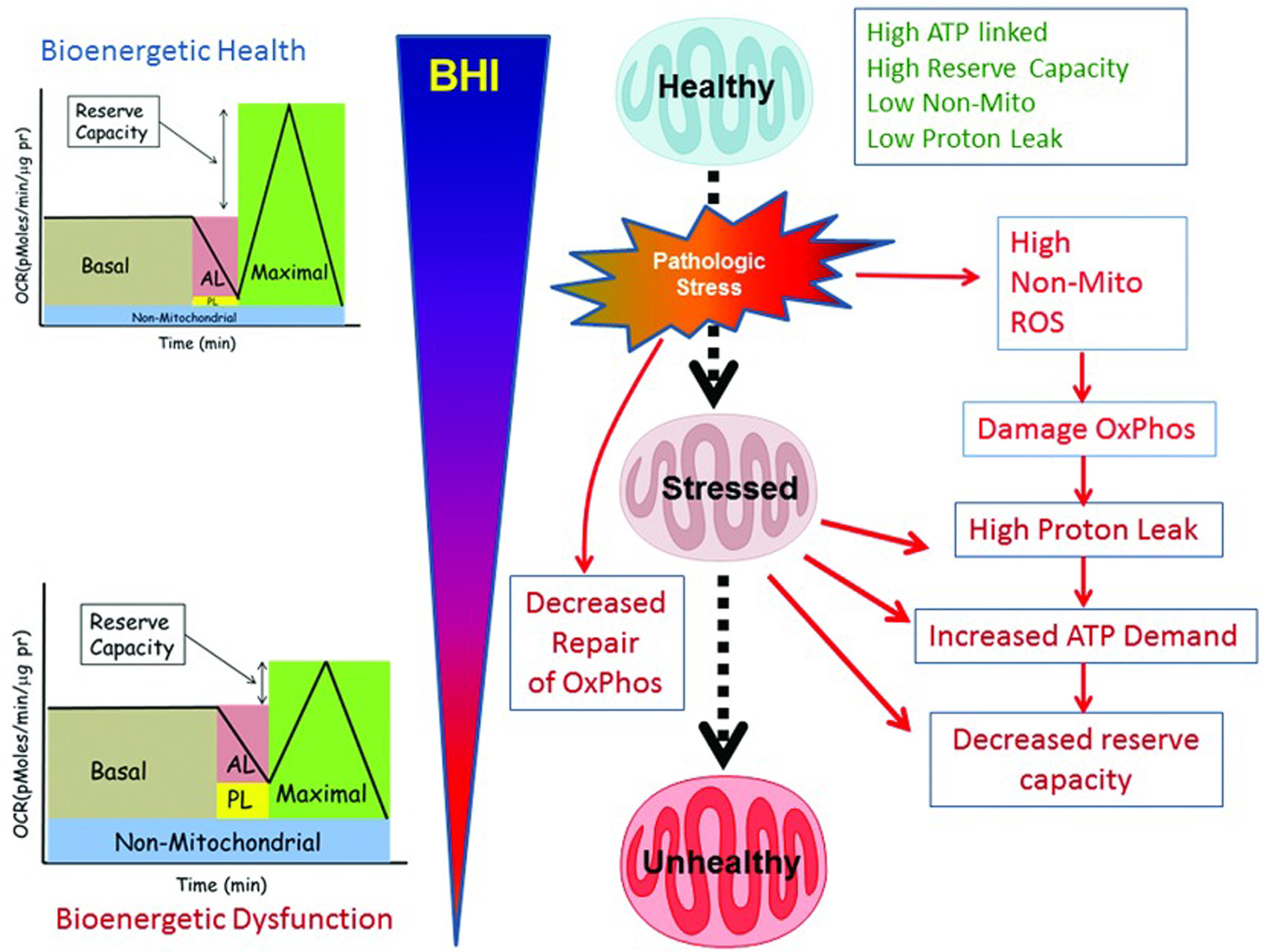 BHI as a dynamic measure of the response of the body to stress. Source: Chacko BK, Kramer PA, Ravi S, et al. The Bioenergetic Health Index: A new concept in mitochondrial translational research. Clin Sci (Lond). 2014;127(pt 6):367-373. Available at http://www.clinsci.org/content/127/6/367/.