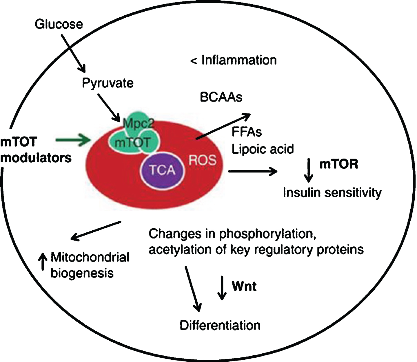 Targeting mTOT to affect mitochondrial activity and proliferation. Source: Metabolic Solutions Development Company.