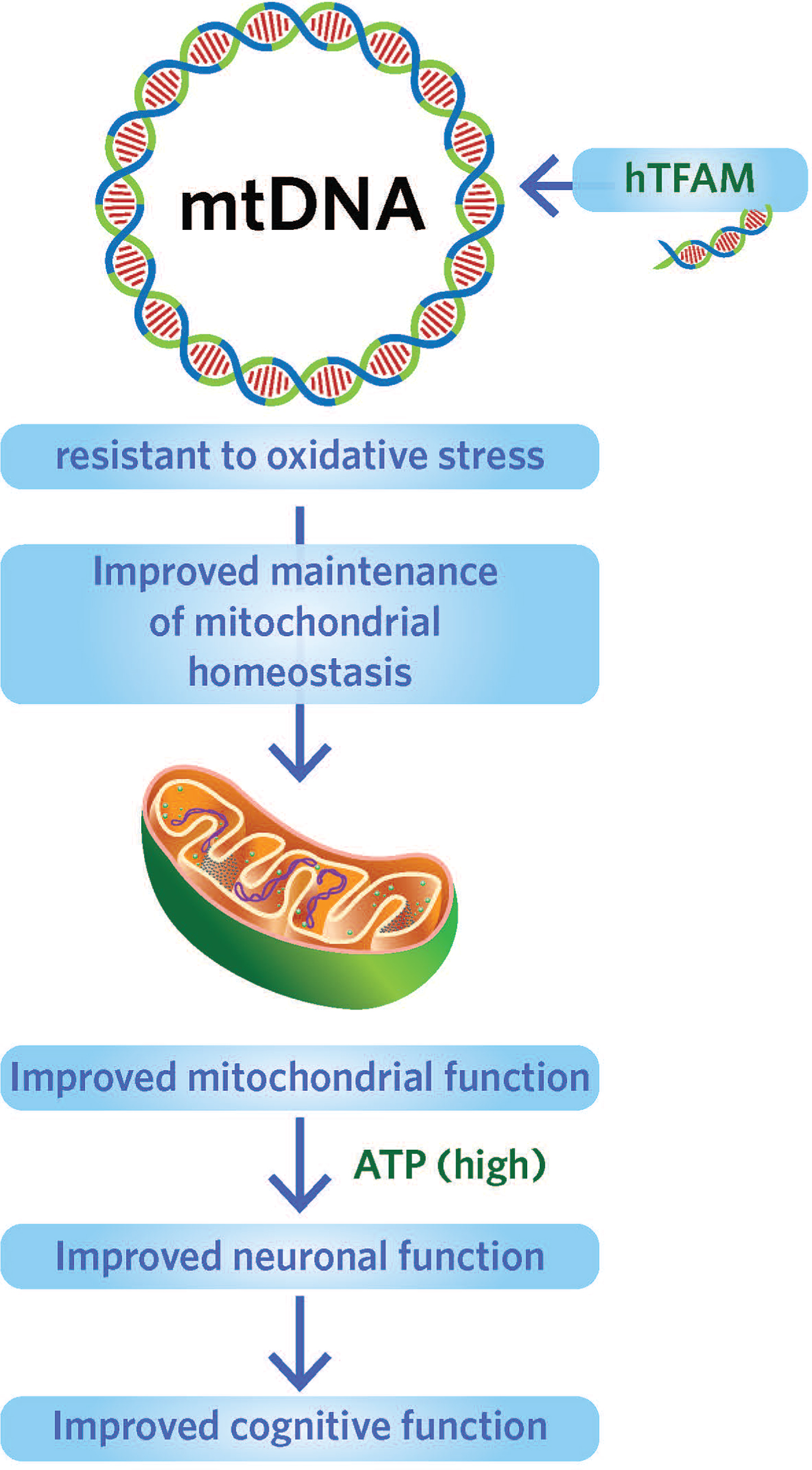 Targeting human mitochondrial transcription factor to protect mtDNA from oxidative stress. Source: Foundation for Mitochondrial Medicine.