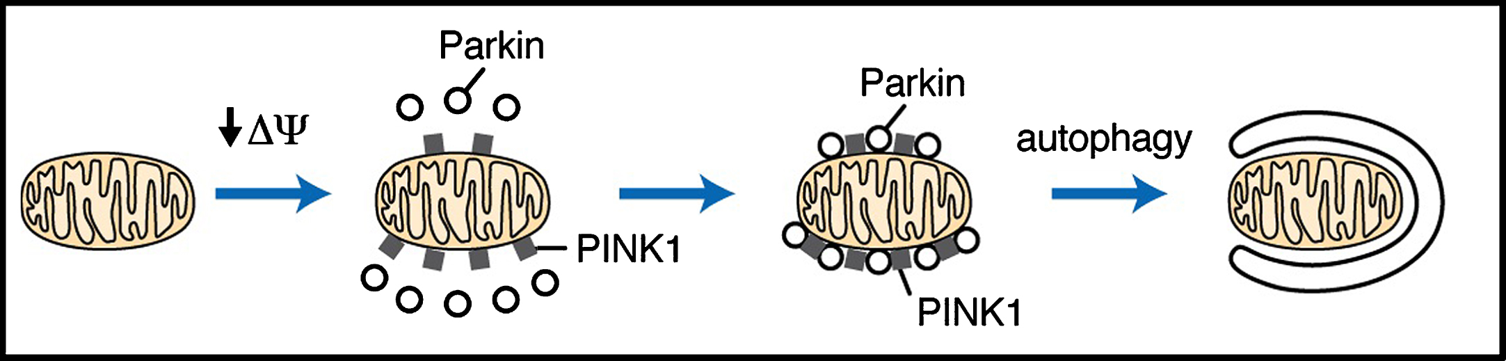 Parkin and PINK1 work together to remove dysfunctional mitochondria. Source: Matthew Goldberg, PhD, University of Alabama, Birmingham [14].