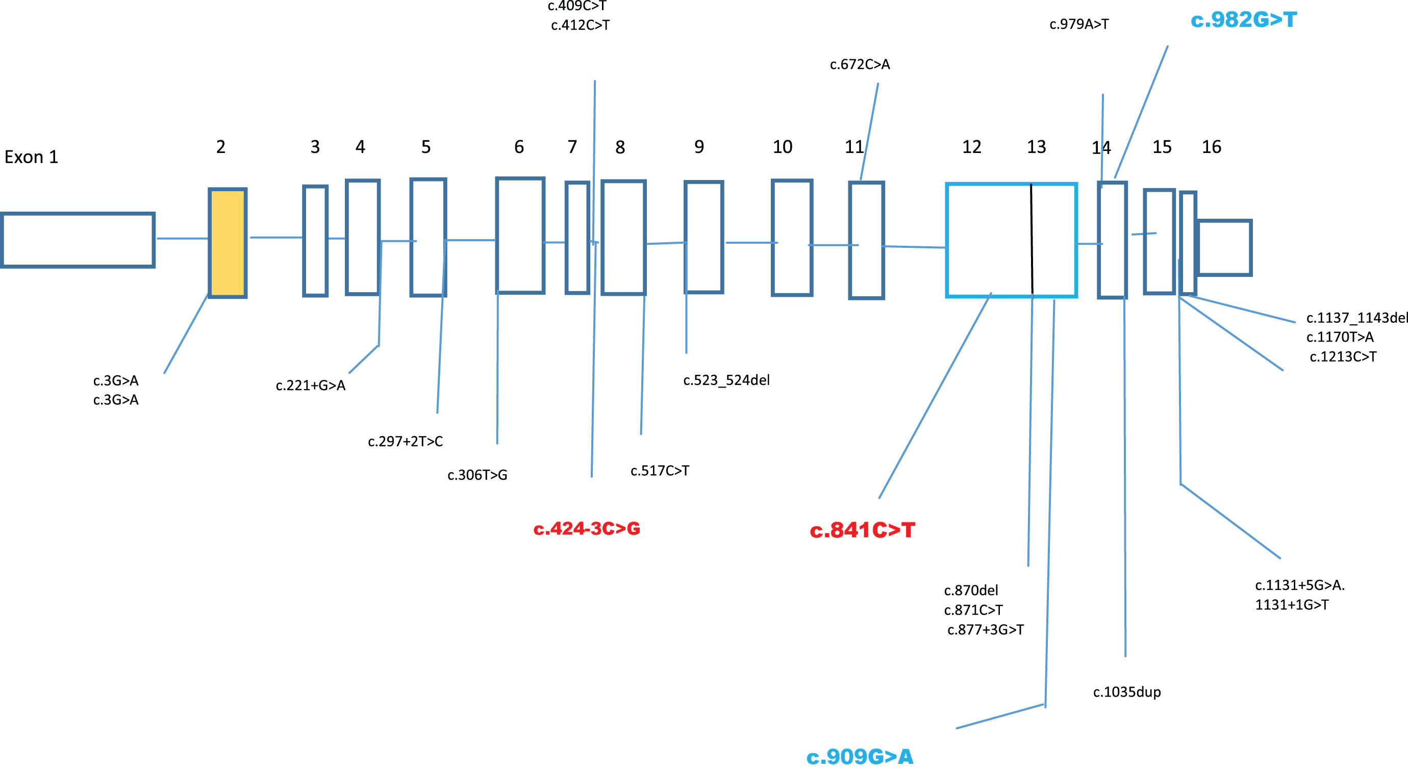 Gene structure of AGK gene and localisation of the mutations in both the cases, novel mutations in case 1 are highlighted in blue and in case 2 are highlighted in red colour. Reference: Haghighi et al. [9].