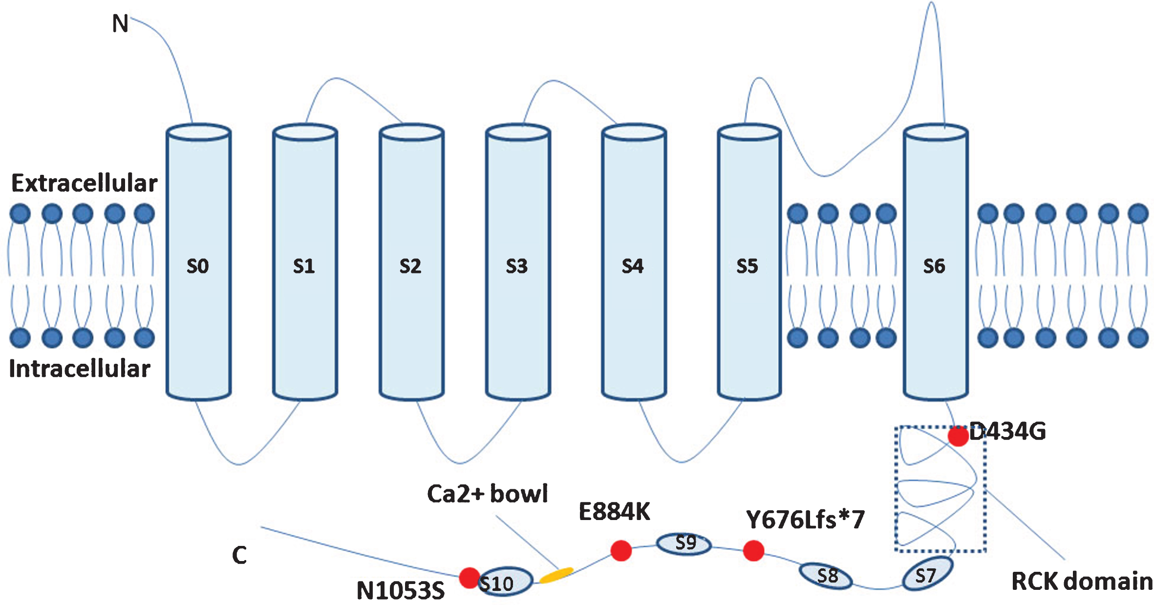 Simplified schematic of the large-conductance Ca2 +-activated K+ channel and KCNMA1mutations ever identified.