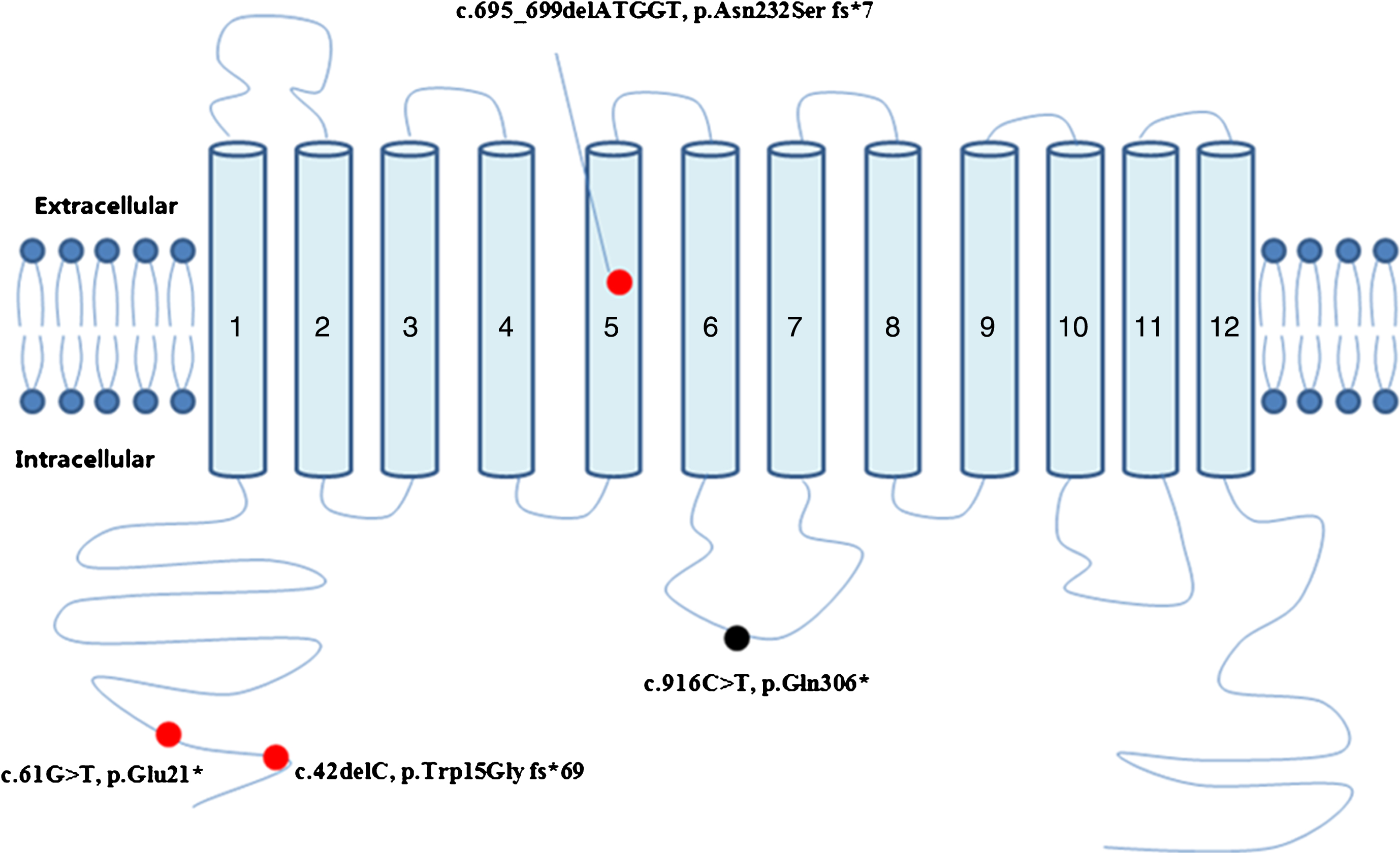 Schematic representation of the MCT8 protein and the locations of mutations found in this study. Red dot: novel mutations. Black dot: previously reported mutations.