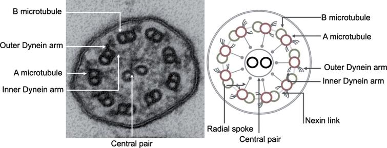 Transmission electron photomicrograph (left) and schematic diagram (right) of a normal motor cilium in cross-section showing the ultrastructural features of the ciliary axoneme.