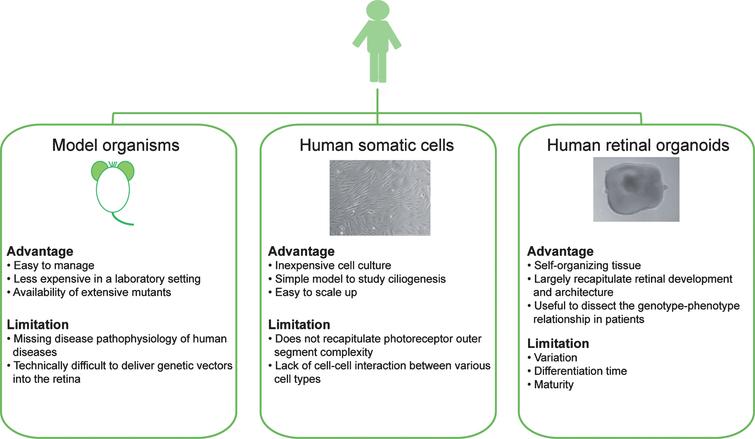 Modeling human retinal ciliopathies using model organisms (such as mice), human-derived somatic cells, and human iPSC-derived retinal organoids.