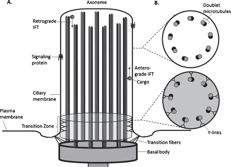 Diagram of the structure of the Primary Cilium. A. Schematic of the components of a non-motile (primary cilium) showing the axoneme (ciliary stalk), comprised of 9 pairs of microtubules. The cilium extends from a basal body, which derives from the mother centriole. Transition fibers tether the basal body to the base of the ciliary membrane. The transition zone (TZ) is adjacent to the basal body and serves as a gate for passage of proteins and lipids into and out of the cilium. Anterograde transport is accomplished by kinesin motors along with associated proteins and BBsomes propelling cargo along the microtubules; retrograde transport utilizes dynein motors rather than kinesins. Signaling proteins on the ciliary membrane represent the components of the Sonic Hedgehog (SHH) or other receptor complexes. B. Cross-section of the cilium demonstrates the typical 9+0 pattern of doublet microtubes in the axoneme (upper diagram) and the addition of Y-links that connect the doublet microtubes to the ciliary membrane and help form the barrier within the transition zone (bottom diagram). (Derived from [38, 66, 82]).