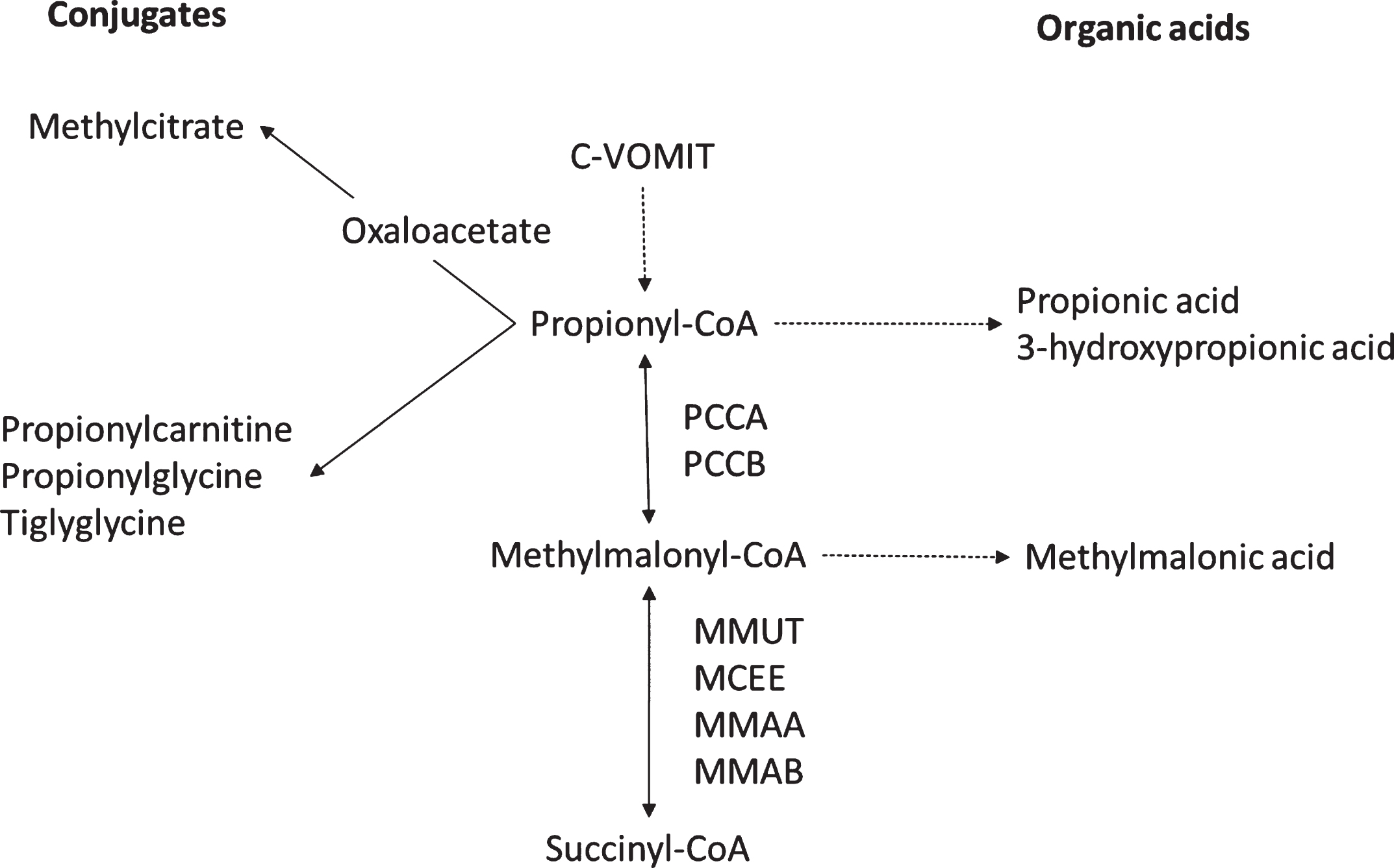 The propionate pathway with the toxins, organic acid detectable and enzyme impacted. Abbreviations: C-VOMIT: cholesterol, valine, odd chain fatty acids, methionine, isoleucine and threonine.