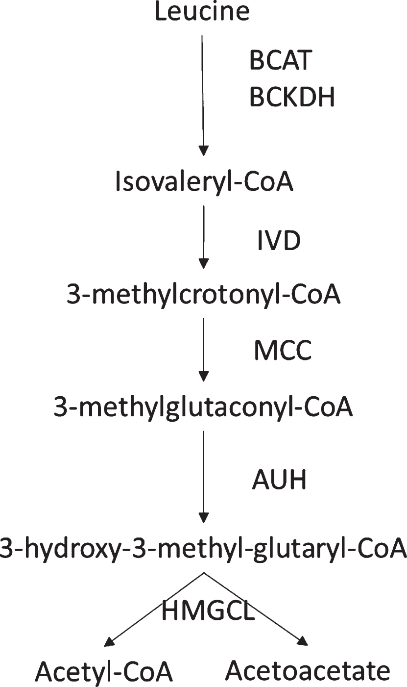 Metabolism of Leucine with its intermediates and enzymes.