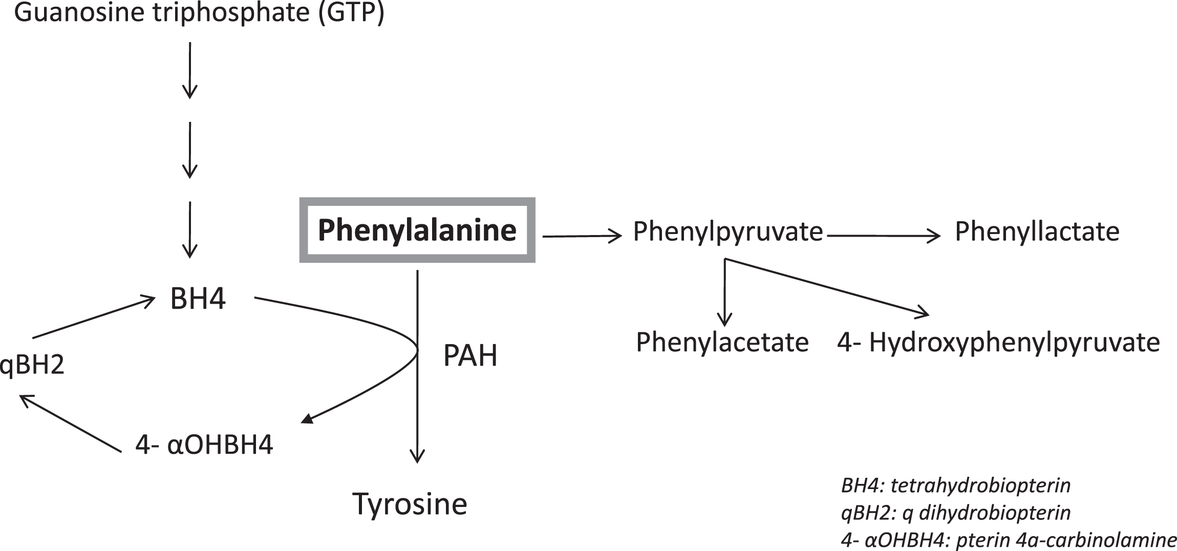 Metabolic Pathway of Phenylalanine.
