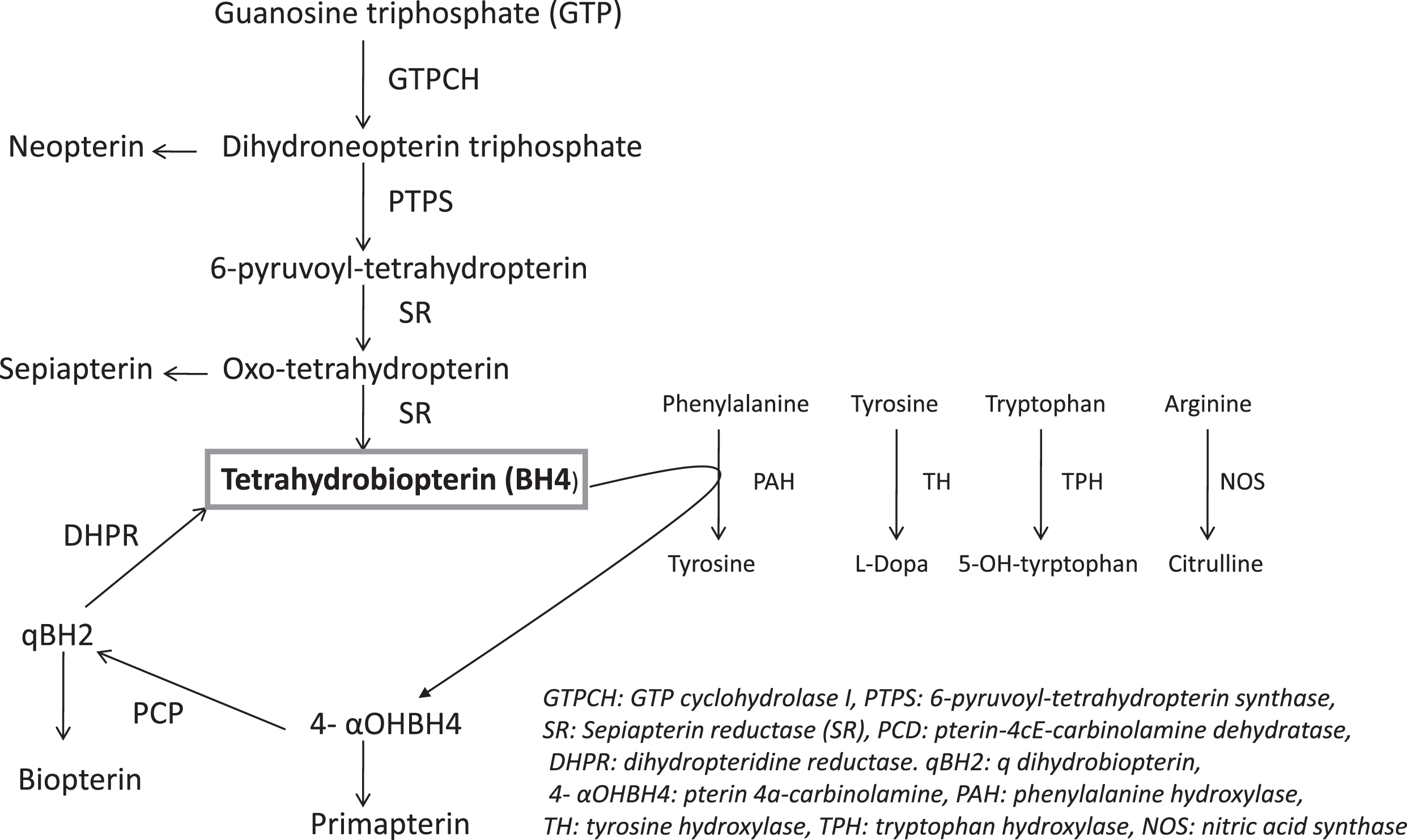 The Metabolic Pathway of Tetrahydrobiopterin (BH4).