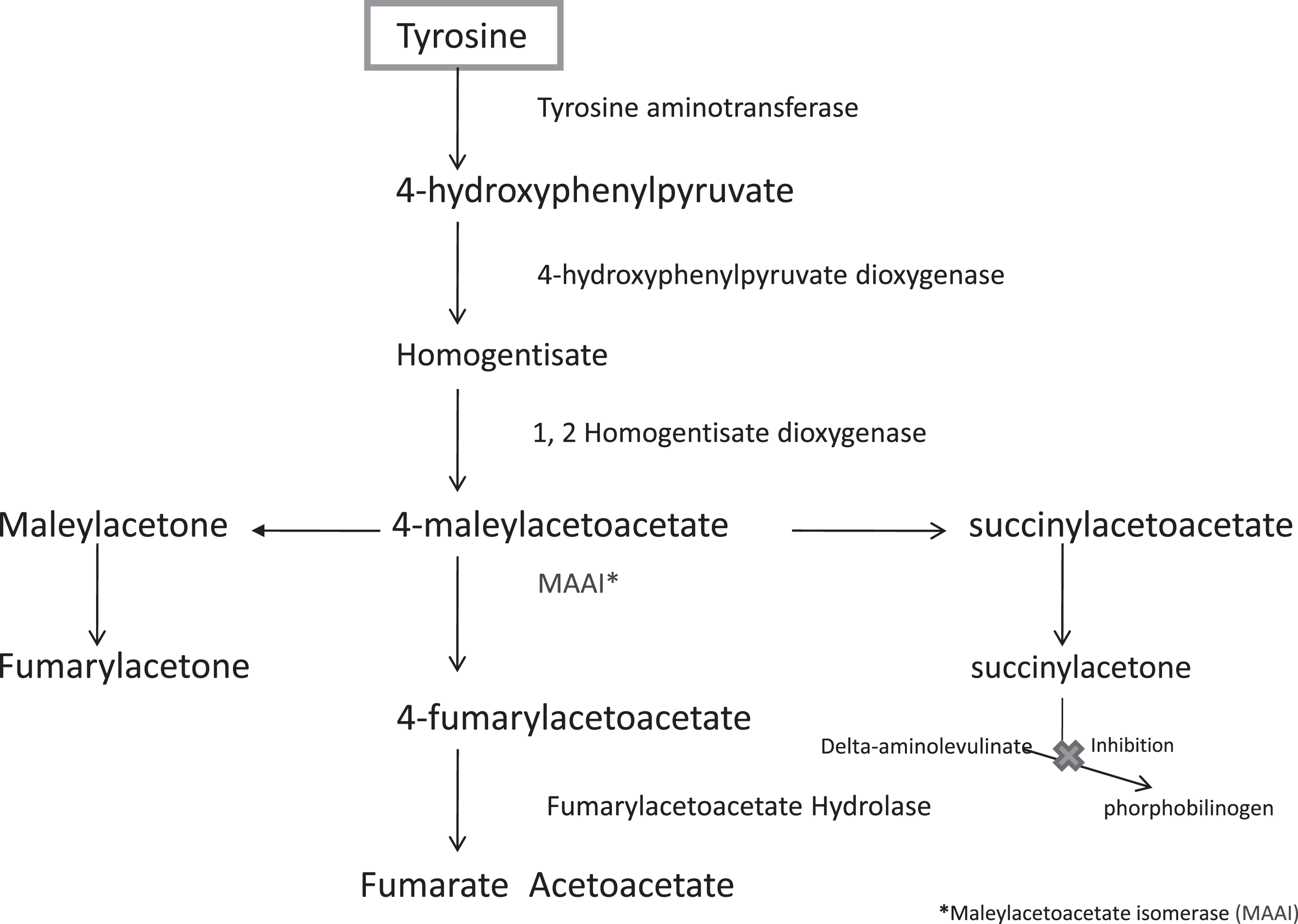 The Metabolic Pathway of Tyrosine.