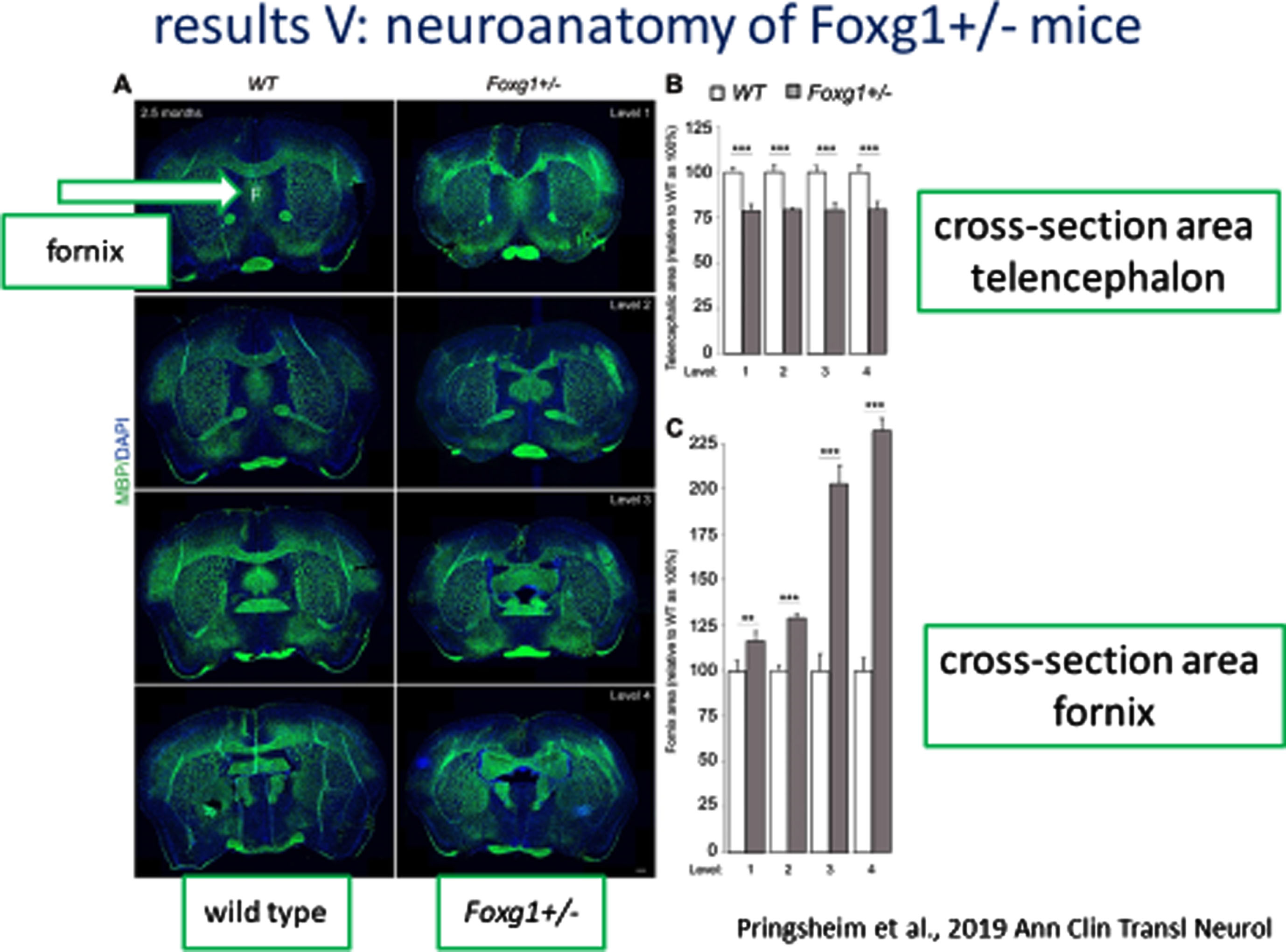 Neuroanatomy of FOXG1 Mouse Model: Cross-sectional area of Fornix.