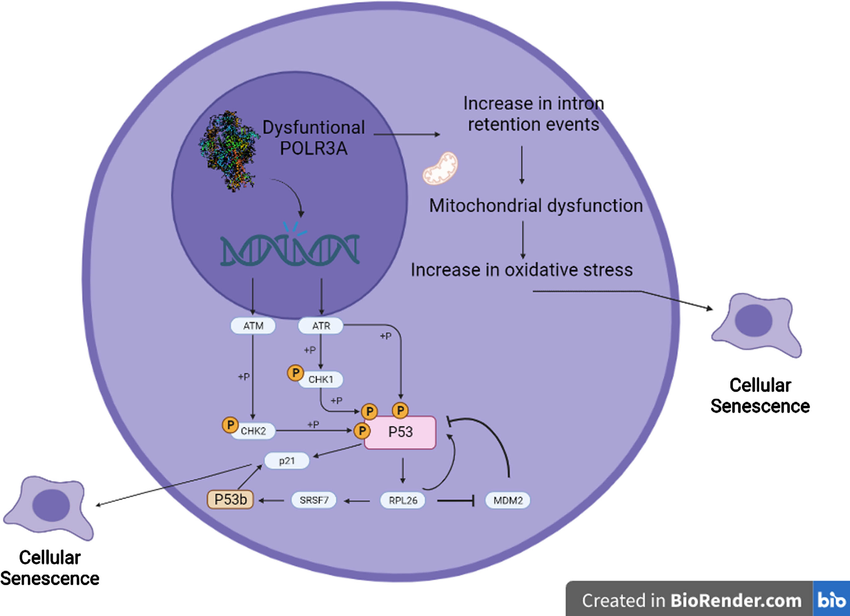 Proposed model of the interaction between POLR3A, p53b, intron retention and the process of cellular senescence. RNA Polymerase III dysfunction due to pathogenic variants in POLR3A cause alterations in homologous recombination DNA repair process, resulting in increased genomic instability. This genomic instability leads to activation of pathways related to DNA damage, including ATM and ATR, which ultimately lead to p53 phosphorylation and activation. Activation of p53 increases the expression of the ribosomal protein RPL26. RPL26 is a negative regulator of the expression of the ubiquitin ligase MDM2, which induces the degradation of both p53 and RPL26 through the proteasome. When RPL26 is bound to the p53 transcript, it recruits SRSF7, which promotes alternative splicing to form the p53β isoform. p53β increases the transcriptional activity of p21 via the p53 pathway, further promoting cellular senescence. Because of changes in RNU6 expression and in splicing homeostasis caused by POLR3A dysfunction, there is a rise in intron retention events specifically in genes related to mitochondrial function, leading to mitochondrial dysfunction, and increased oxidative stress, which can ultimately lead to cellular senescence.