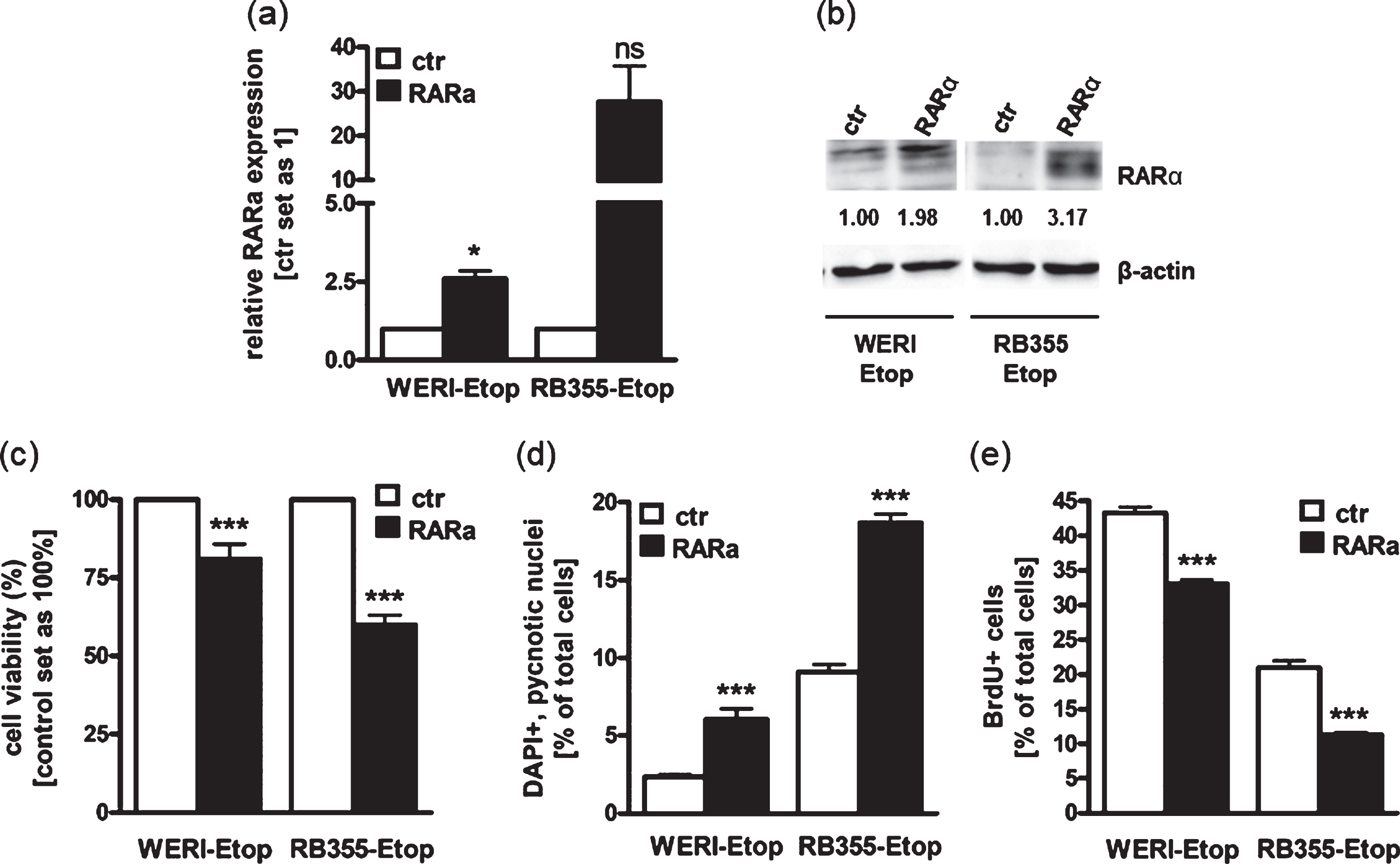 Stable RARα overexpression induces RB apoptosis and lowers proliferation leading to reduced cell viability. (a) Quantitative Real-time PCR analysis of RARα expression levels after stable RARα overexpression in etoposide resistant WERI-Rb1 (WERI-Etop) and RB355 (RB355-Etop) cells compared to the control cells (ctr). (b) Western blot confirmation of RARα overexpression using total cell lysates from etoposide resistant WERI-Rb1 (WERI-Etop) and RB355 (RB355-Etop) cells or the control cells (ctr). Beta-Actin (β-actin) was used as loading control. (c)-(e) Stably RARα overexpressing WERI-Etop and RB355-Etop RB cells (RARα) displayed significantly reduced cell viability, significantly induced apoptosis and reduced proliferation rates compared to control cells (ctr) as revealed by WST-1 assay (c), DAPI cell counts (d) and BrdU stains (e). Values are means from at least 3 independent experiments±SEM. *P-value < 0.05; ***P-value < 0.001; statistical differences compared to the control group calculated by Student’s t-test.