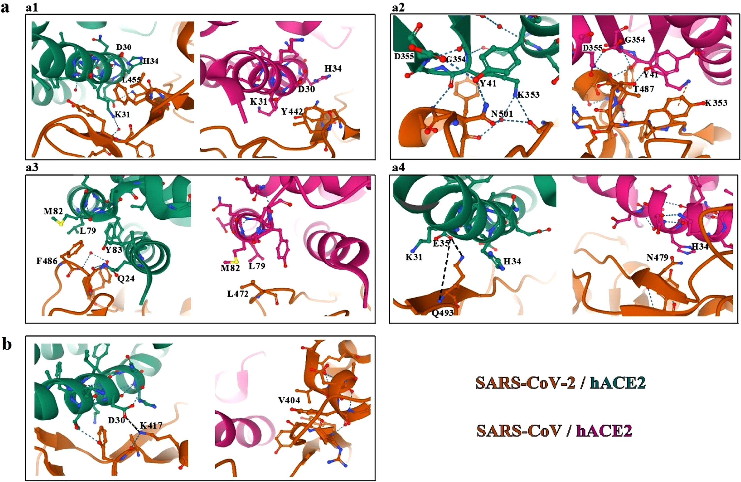 Comparison between SARS-CoV-2 and SARS-CoV binding hACE2 receptor. a. Interactions within the RBM of SARS-CoV-2 and SARS-CoV with hACE2 receptor. b. Variations in the K417/V404 position [76, 120].