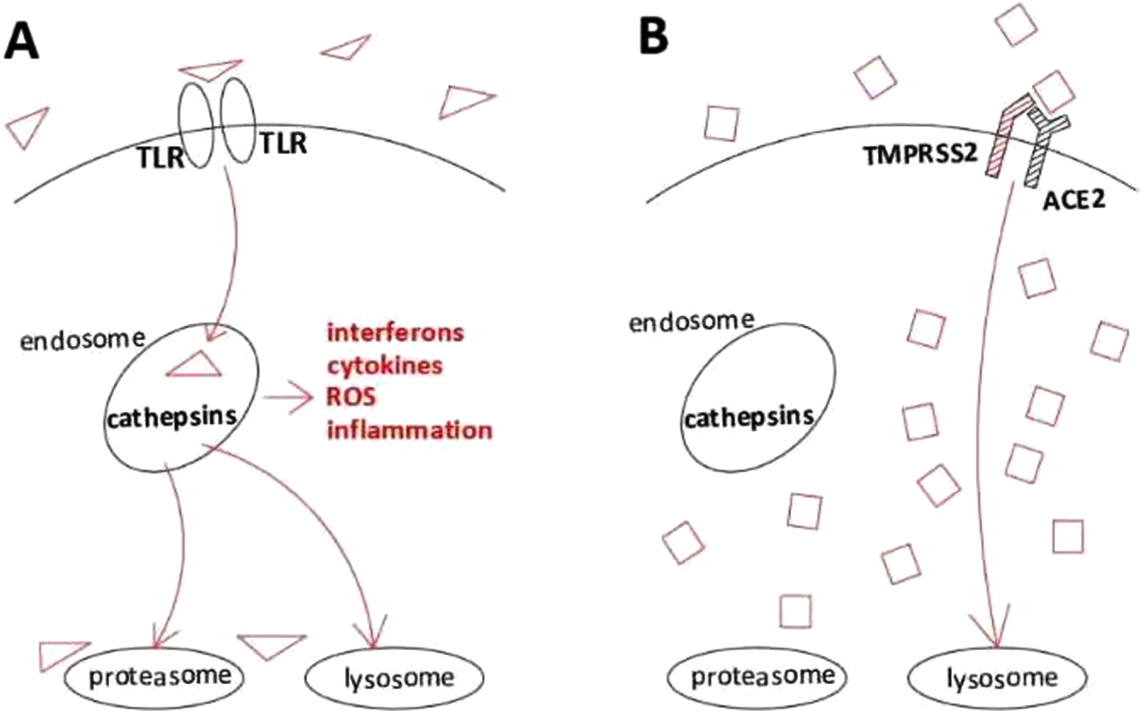 Schematic depiction of internalisation pathways with dissimilar inflammatory effects triggered by different viruses. A, Activation of the TLR-mediated endosomal cathepsin pathway, initiating innate immune signaling, thus leading to higher cell inflammation and lower viral survival. ROS, reactive oxygen species (which damage DNA, thus predisposing to potentially carcinogenic genetic changes, including but not limited to TMPRSS2:ERG fusions). B, Activation of TMPRSS2/ACE2 intracellular trafficking, which bypasses endosomal capture and innate immunity, leading to lower cell inflammation and higher viral survival.