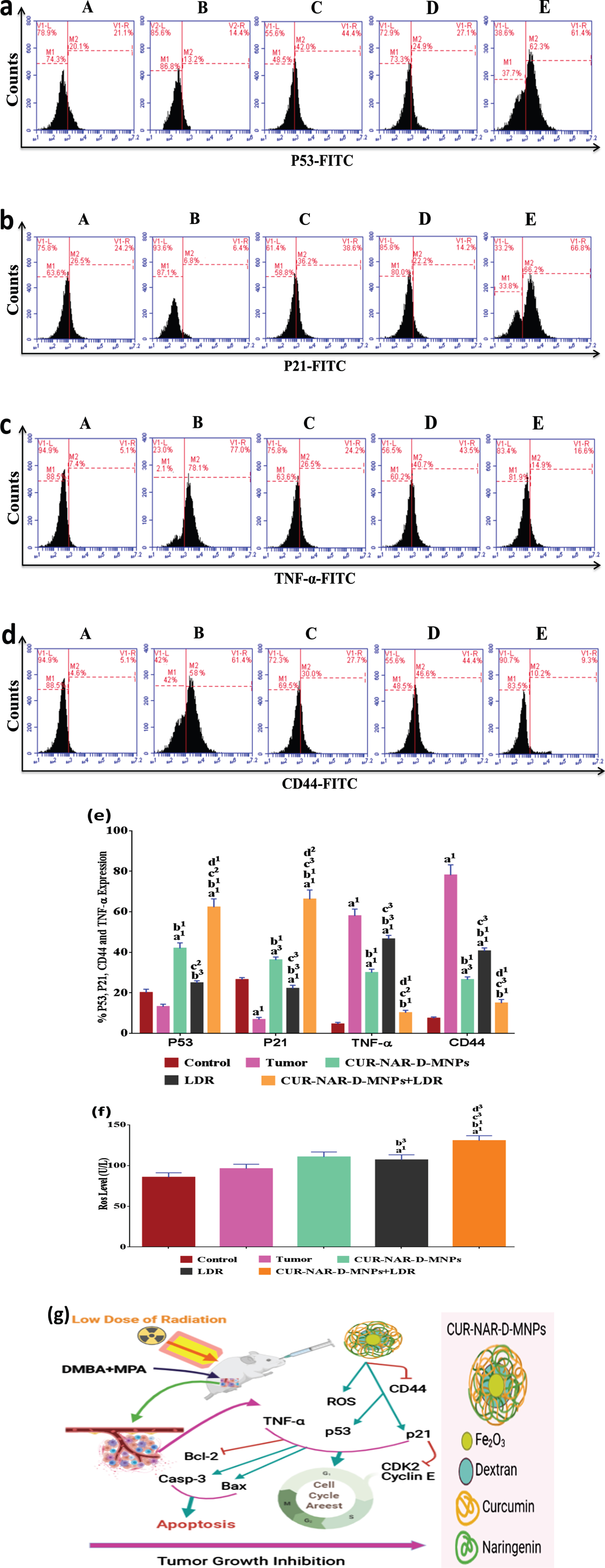 CUR-NAR-D-MNPs act as tumor suppressors and radiosenstizers in tumor bearing animals by modulation of p21, p53, TNF-α and ROS signal pathway. (a, b, d and c) Flow cytometric images of p21, p53, TNF-α and CD44 respectively, (e) bar chart of accumulated data of p21, p53, TNF-α and CD44, (f) bar chart of ROS level. A, B, C, D and E) represent control, Tumor, CUR-NAR-D-MNPs, LDR and combination groups, (g) Schematic diagram representing the mode of action of CUR-NAR-D-MNPs/ or LDRTreatment with CUR-NAR-D-MNPs/ or LDR finally induce tumor suppressor by cell cycle arrest and apoptosis induction through P53, P21, TNF-α,CD44 and ROS pathway. (→) Indicates direction of pathway and (raisebox . 9pt --⊣) indicates blocking function. The results presented as the mean±SEM, n = 5. a1p < 0.001, a2p < 0.01, a3p < 0.05 vs. control; b1p < 0.001, b2p < 0.01, b3p < 0.05 vs. Tumor group; c1p < 0.001, c2p < 0.01, c3p < 0.05 vs. CUR-NAR-D-MNPs group, d1p < 0.001, d2p < 0.01, d3p < 0.05 vs. LDR.