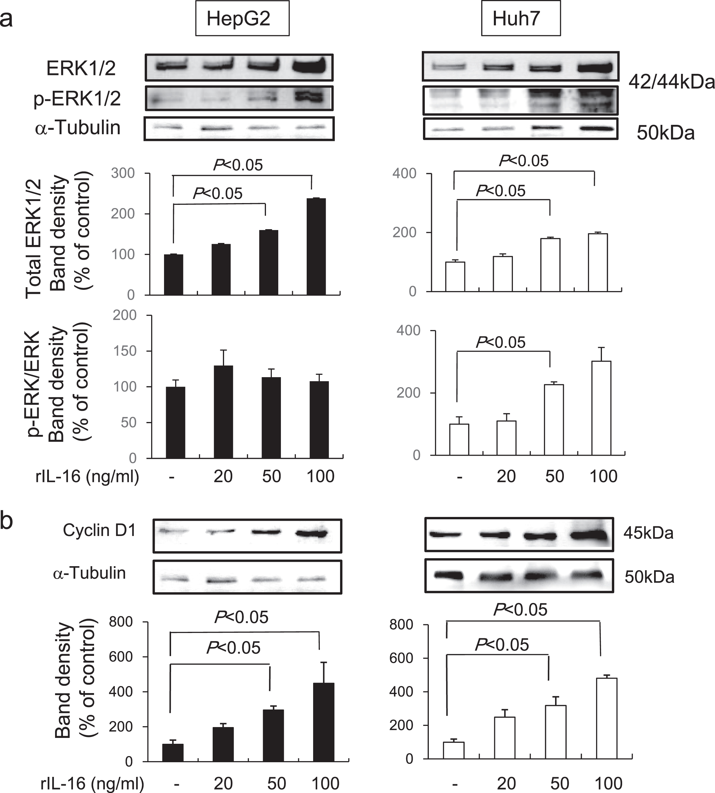Western blot band intensities of (a) ERK1/2 protein and phosphorylated ERK1/2 protein and (b) cyclin D1 in HCC cell lines. HCC cells were treated with IL-16 for 48 h. Total ERK1/2 increased significantly in HepG2 and Huh7 cells in a dose-dependent manner. Data indicate the mean±SEM. ERK1/2 and phosphorylated ERK1/2 data are representative of six independent experiments. Cyclin D1 data are representative of five (HepG2) and six (Huh7) independent experiments. α-Tubulin was used as a loading control and to normalize protein intensities. ERK, extracellular signal-regulated protein kinase.