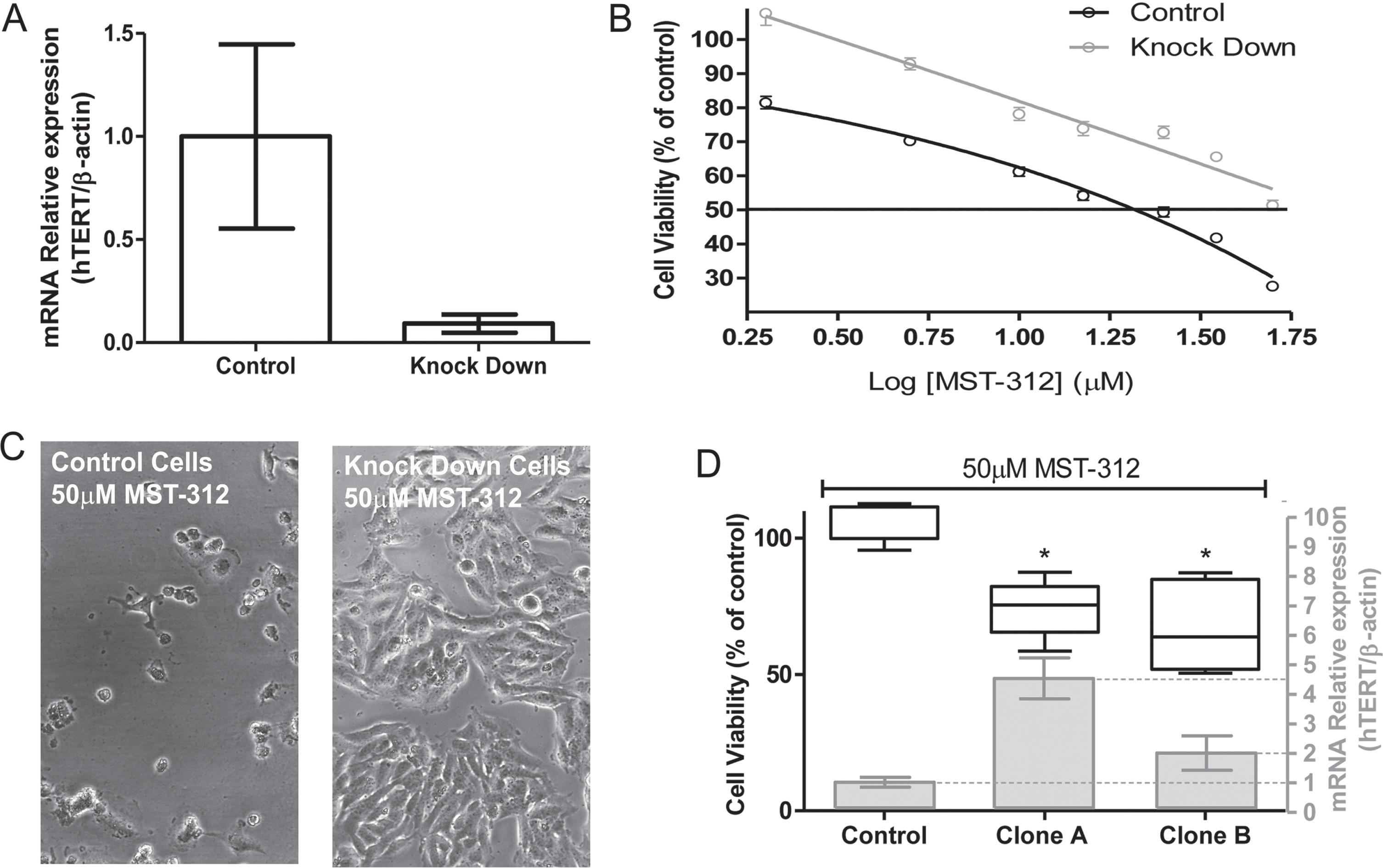 Toxic effect of MST-312 on TERT knock-down U-251 cells. (A) Characterization of knock-down cells by qPCR showing low TERT expression in TERT -shRNA plasmid transfected cells compared to control-shRNA plasmid transfected cells. (B) 72 h dose-response curve (MTT assay, the control is not shown due to the use of log of concentrations - basal viability values in both control and KD groups were comparable) showing that TERT knock-down cells are more resistant to MST-312 effects, which was also clearly demonstrated by phase-contrast microscopy analysis (C). (D) In addition, clonal cultures with high TERT expression exhibited greater susceptibility to high concentration of the drug (50μM) (72 h treatment; * two-tailed p value < 0.05; Mann-Whitney test).