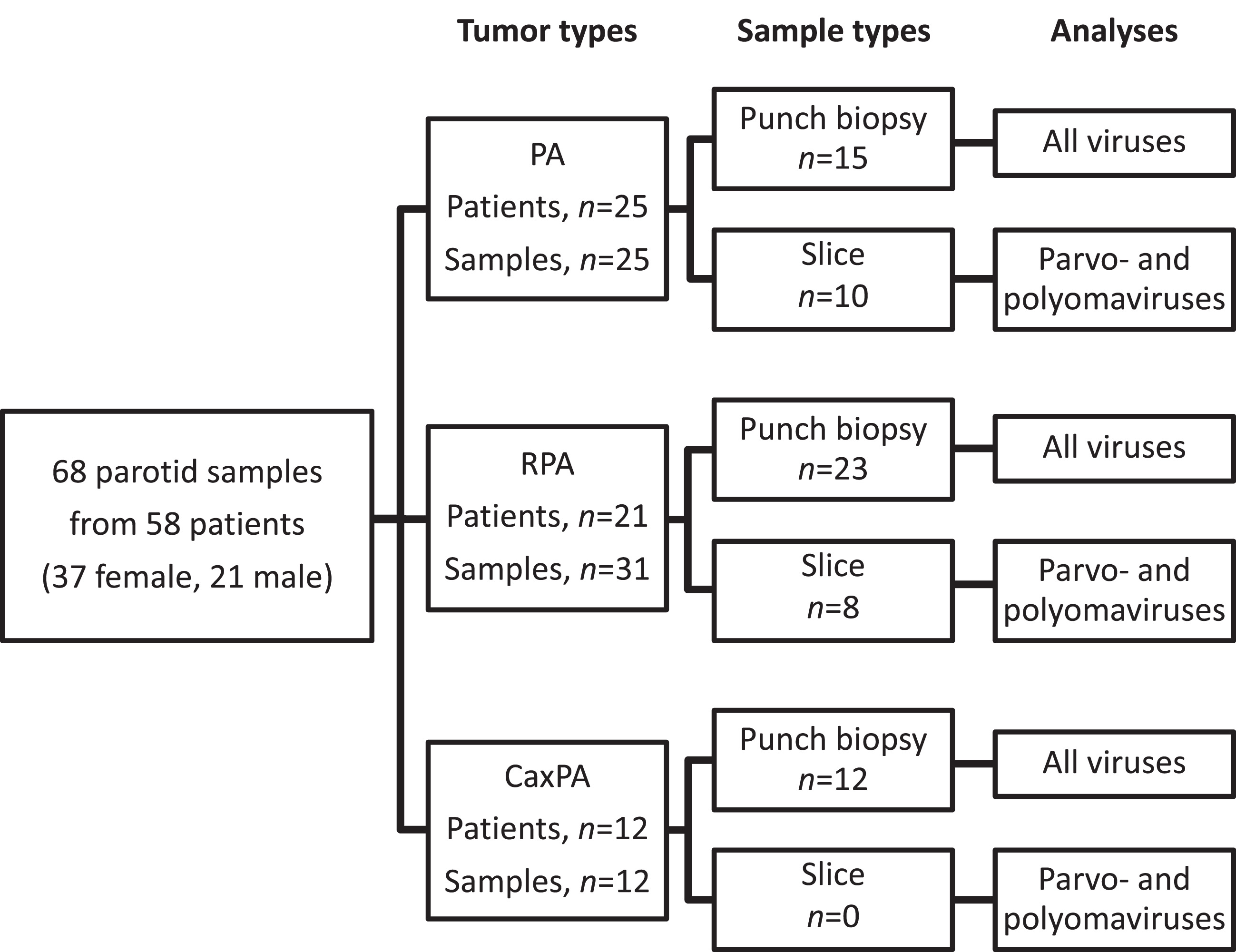 Tumor and sample types with respective viral analyses. PA, pleomorphic adenoma; RPA recurrent pleomorphic adenoma; CaxPA carcinoma ex pleomorphic adenoma.