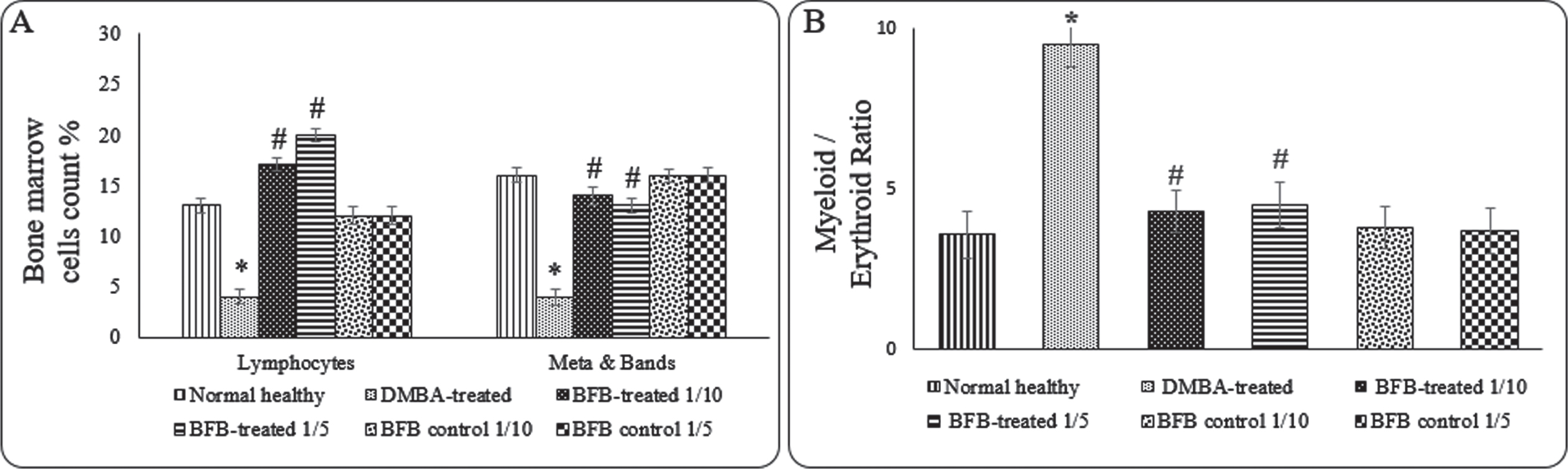 Effect of treatments on BM hematological cells count A) Lymphocytes and Metamyelocyte & Band cells, B) Myeloid / Erythroid ratio. Data are represented as Mean±SD, n = 10. (*) denotes significance (p < 0.05) against normal control, (#) denotes significance (p < 0.05) against DMBA-treated group. Data are represented as Mean±SD (standard deviation), (*) denotes significance (p < 0.05) against normal healthy control, (#) denotes significance (p < 0.05) against DMBA-treated positive control.