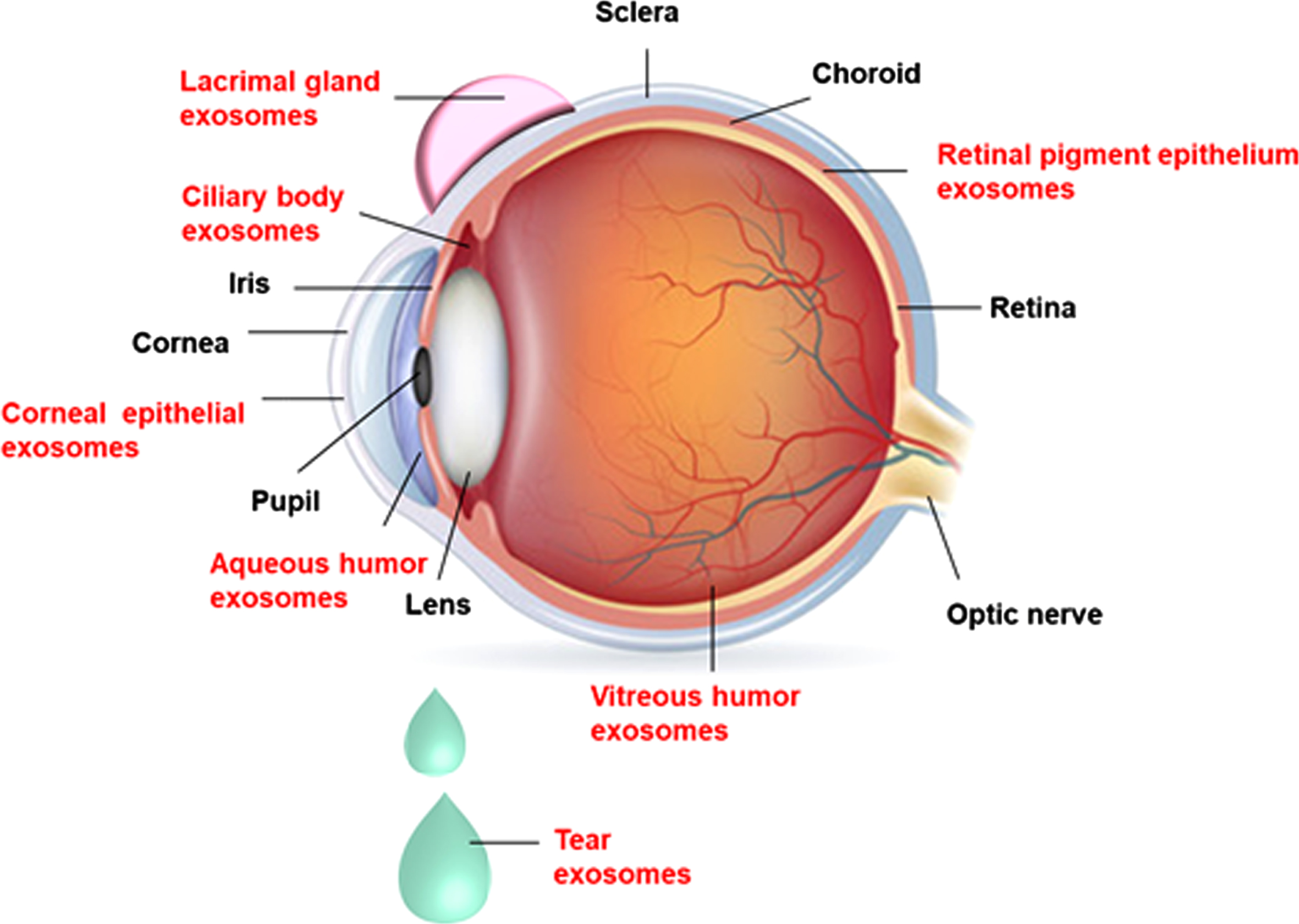 The presence of exosomes in different ocular tissues: Exosomes are present in the ocular tissues such as cornea (corneal epithelial cells), ciliary body, lacrimal gland, retina (retinal pigment epithelial cells), trabecular meshwork, and ocular fluids like aqueous humor, vitreous humor, and tears.