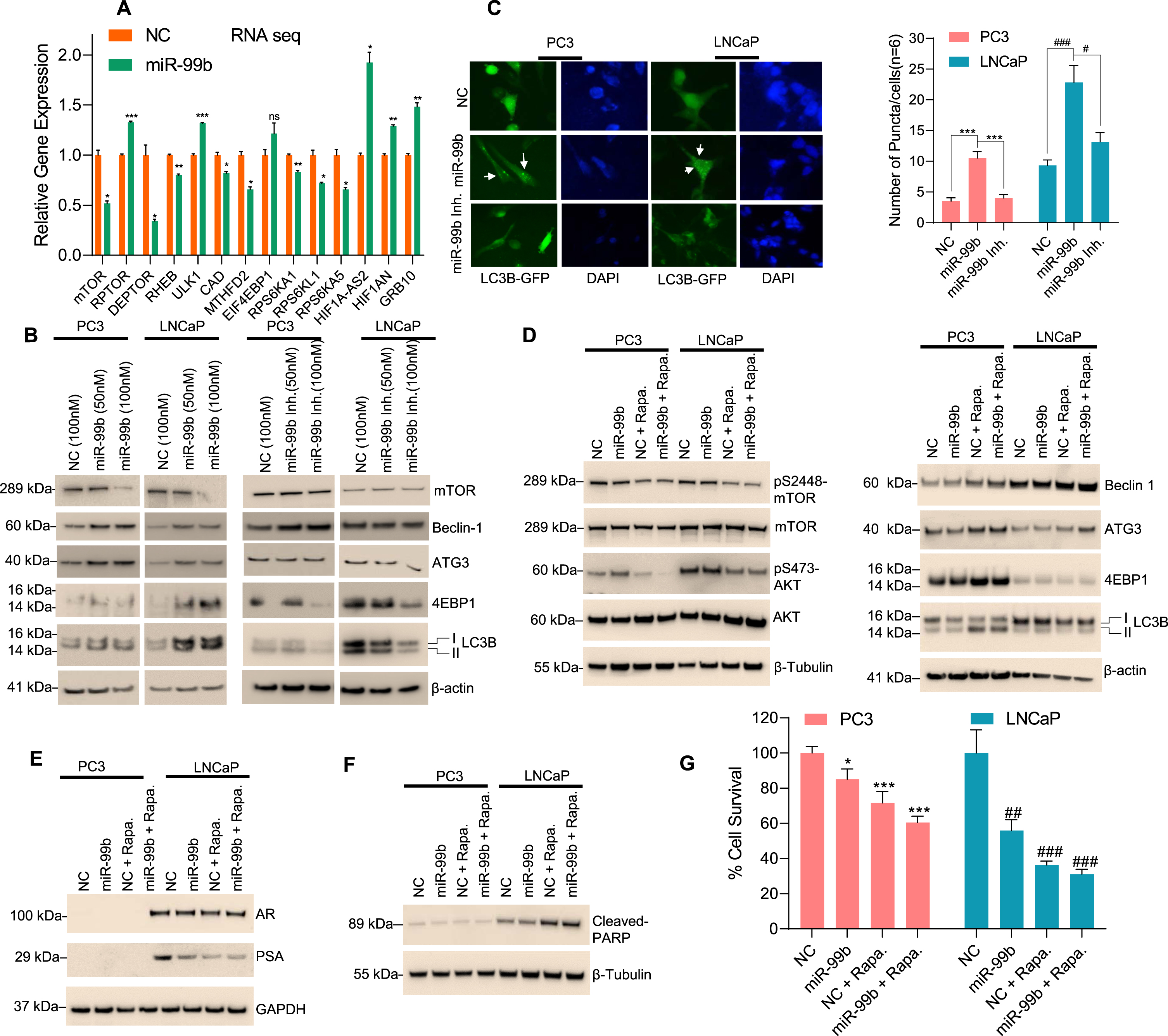 miR-99b targets mTOR and induces cellular autophagy in PCa cells. (A) RNA-Seq analysis: PC3 cells were transfected with NC mimic or miR-99b mimic for 30 h and the effect of miR-99b on differential global gene expression was analyzed as described in the materials and methods section. Effect of overexpression of miR-99b on the relative expression of mTOR complex 1 (mTORC1) and mTOR complex 2 (mTORC2) and autophagy-related gene expression was presented. *P < 0.05, ** P < 0.01, ***P < 0.001 compared with NC-transfected cells. (B) Effect of miR-99b and miR-99b inhibitor on mTOR and autophagy-related markers (Beclin1, ATG3, 4EBP1, and LC3B) expression was analyzed by western blotting. (C) Effect of miR-99b and miR-99b inhibitor on LC3B mediated puncta formation in PC3 and LNCaP cells were analyzed by immunofluorescence (left panel) and the number of LC3B mediated puncta formation was quantified and plotted (right panel). *** P < 0.001 compared with NC or miR-99b inhibitor transfected PC3 cells. #P < 0.01, ###P < 0.001 compared with NC or miR-99b inhibitor transfected LNCaP cells. (D, E & F) Effects of rapamycin and miR-99b on AKT/mTOR signaling and autophagy-related marker expression, AR signaling, and apoptotic markers were analyzed by immunoblotting. (G) Effects of rapamycin, miR-99b, and rapamycin plus miR-99b on PCa cell survival were analyzed by MTT assay. *P < 0.05, ** P < 0.01, ***P < 0.001 compared with NC-transfected PC3 cells. ##P < 0.01, ###P < 0.001 compared with NC-transfected LNCaP cells.