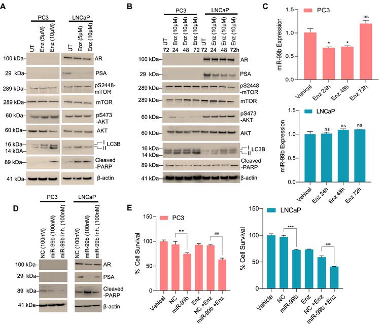 miR-99b inhibits AR and decreases PCa cell survival. (A) PCa PC3 and LNCaP cells were treated with increasing concentrations of enzalutamide (ENZ) for 30 h and the effect of ENZ on the expression of AR, PSA, mTOR, AKT, LC3B, cleaved-PARP, and β-actin was analyzed by western blotting. (B) PCa PC3 and LNCaP cells were treated with ENZ (10μM) for 24-72 h (as indicated) and cell lysates were immunoblotted with indicated antibodies. (C) PCa PC3 and LNCaP cells were treated with ENZ (10μM) for 24-72 h and the effect of ENZ on the expression of miR-99b was analyzed by RT/qPCR (upper and lower panels). *P < 0.05, compared with vehicle-treated cells. ns-not significant. (D) PCa PC3 and LNCaP cells were transfected with NC or miR-99b or miR-99b inhibitor for 30 h and cell lysates were immunoblotted with AR, PSA, cleaved-PARP, and β-actin antibodies. (E) Effect of miR-99b, ENZ, and miR-99b plus ENZ of PCa cell survival was analyzed by MTT assay after 48 h of transfection/treatment. **P < 0.01, ###P < 0.001 compared with NC transfected or NC transfected plus ENZ-treated PC3 cells. ***P < 0.001, ###P < 0.001 compared with NC transfected or NC transfected plus ENZ-treated LNCaP cells.