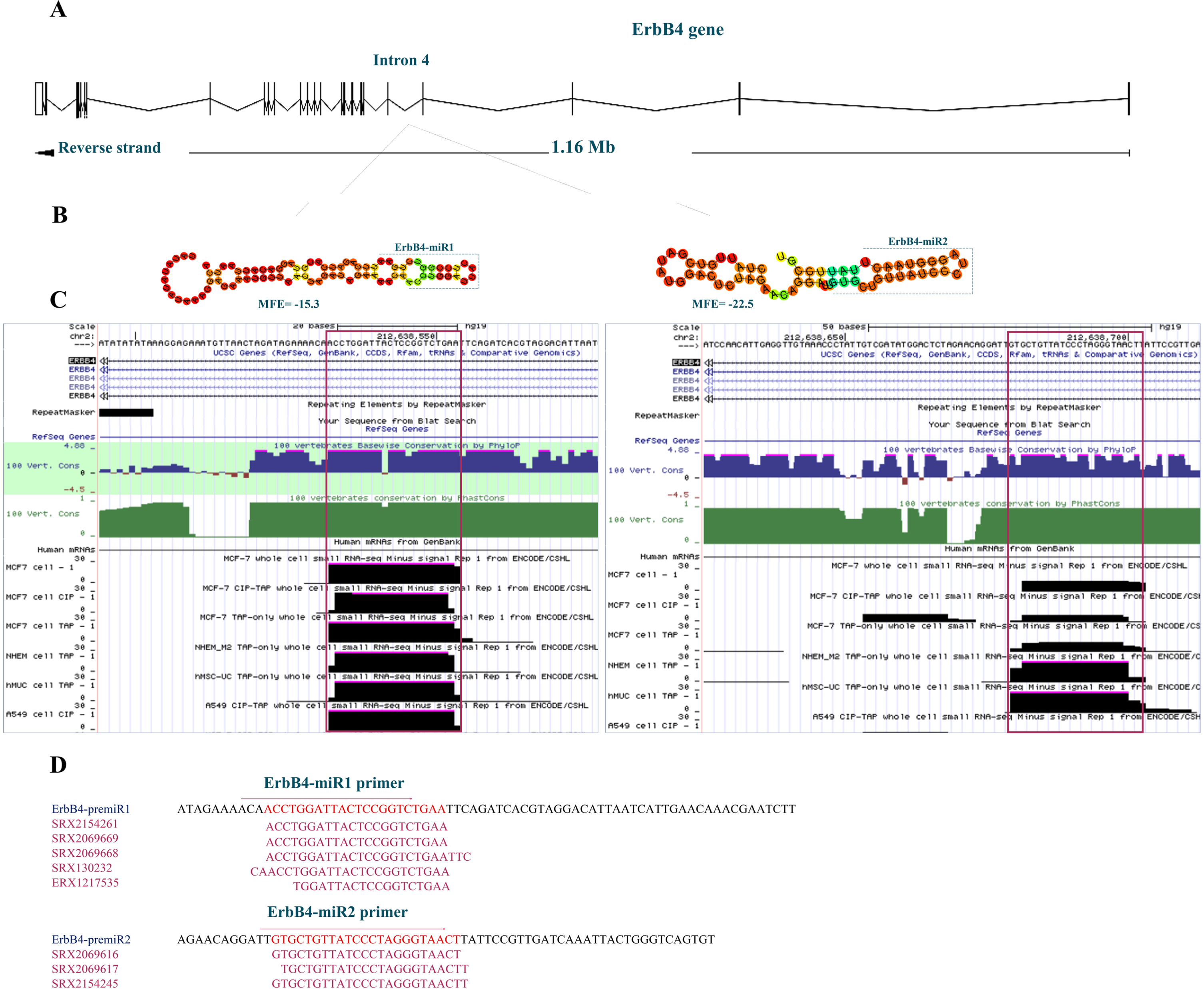 Bioinformatics prediction of novel miRNAs located in the ErbB4 gene. (A) The ErbB4 genomic location, architecture, and position of the predicted ErbB4-miR1/2 within the fourth intron of the gene adopted from the Ensembl database (hg38). (B) Predicted stem-loop structures of ErbB4-miR1/2 according to the RNAfold web server’s predictions. (C) Conservation status of the predicted ErbB4-miR1/2 using the UCSC Genome Browser among 100 vertebrates and whole cell small RNA-seq reads from ENCODE/CSHL. (D) Predicted ErbB4-miR1/2 primers location, Sequence Read Archive (SRA) accession numbers, and miR-seq reads related to these sequences in the SRA data.