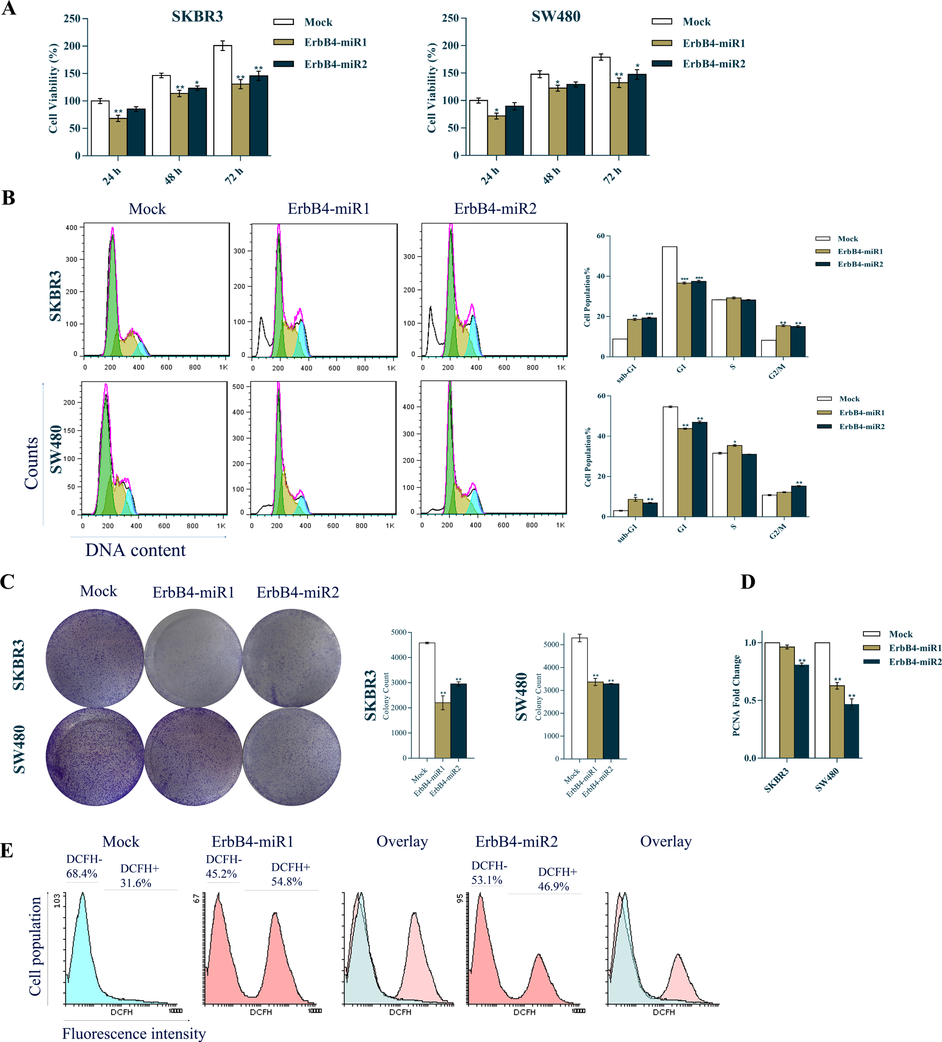Effects of ErbB4-miR1/2 overexpression on cell cycle, proliferation, and ROS production of breast and colon cancer cells. (A) MTT assay results of SKBR3 and SW480 cells at 0, 24, 48, and 72 h after transfection with ErbB4-miR1/2 or mock vectors. (B) Cell cycle histogram and bar plot analysis 48 h after transfection of SKBR3 and SW480 cells with ErbB4-miR1/2 or mock control vectors. (C) Colony formation assay showing the effect of ErbB4-miR1/2 versus mock vectors on SKBR3 and SW480 cell proliferation. (D) RT-qPCR analysis showing the effect of ErbB4-miR1/2 versus mock vectors on PCNA mRNA expression 48 h after transfection of SKBR3 and SW480 cells. (E) ROS production analysis in SKBR3 cells 48 h after transfection with ErbB4-miR1/2 or mock vectors. Assays were performed in triplicate. Means±SEM was shown. Statistical analysis was performed using Student’s t-test and one-way ANOVA. *, **, *** indicate p < 0.05, p < 0.01, and p < 0.001, respectively.