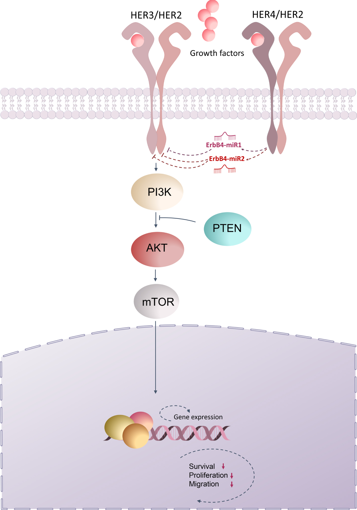 Schematic representation of ErbB/PI3K regulation by ErbB4-miR1/2. The present study demonstrated that ErbB4-miR1/2, are novel miRNAs encoded from the ErbB4 gene locus and that up-regulation of ErbB4-miR1/2 could repress the expression of ErbB2 (HER2) and ErbB3 (HER3), thus suppressing the PI3K signaling pathway, which ultimately leads to inhibition of cell proliferation, survival, and migration.