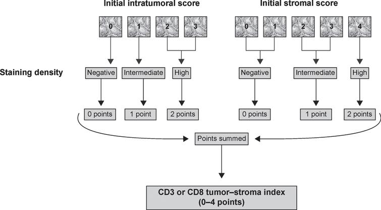 Flowchart of the construction of the CD3 or CD8 tumor–stroma indexes from the initial CD3 or CD8 scores.