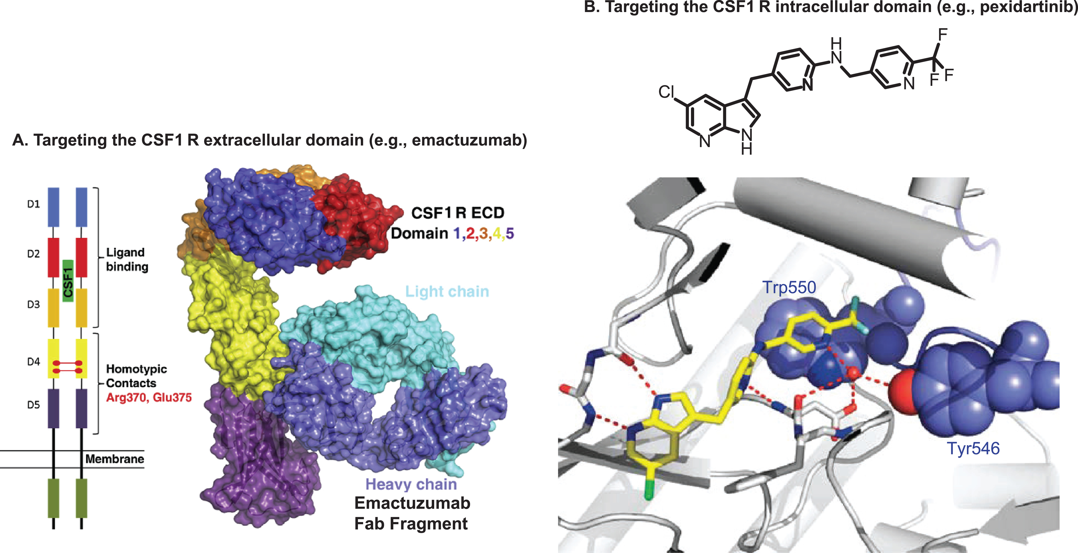 Molecular targets for TGCT therapy. A. Schematic representation (left) of the CSF1R extracellular domain dimer. Key residues Arg370 and Glu375 most likely involved in dimerization in domain 4 are highlighted. The overall structure of the CSF1R extracellular domain monomer complex with fab fragment of emactuzumab is shown in surface representation (right). B. Chemical structure of pexidartinib (top) and conformation-specific inhibition of CSF1R (bottom). Pexidartinib binds the autoinhibited state of CSF1R and makes direct contact with the juxtamembrane region. The key hydrogen bond interactions are highlighted. The CSF1R kinase domain is shown in gray, the juxtamembrane region (including Tyr546 and Trp550) in purple, and PLX3397 in yellow (oxygen in red and chlorine in green).CSF1R, colony-stimulating factor 1 receptor; ECD, extracellular domain; TGCT, tenosynovial giant cell tumor; Trp550, tryptophan residue 550; Tyr546, tyrosine residue 546.Figure 2A is reprinted from Cancer Cell, vol 25, Carola H. Ries, Michael A. Cannarile, Sabine Hoves, et al., Targeting Tumor-Associated Macrophages with Anti-CSF-1 R Antibody Reveals a Strategy for Cancer Therapy, pages 846-859, Copyright 2014, with permission from Elsevier. Figure 2B is from The New England Journal of Medicine, William D. Tap, Zev A. Wainberg, Stephen P. Anthony, et al., Structure-Guided Blockade of CSF1R Kinase in Tenosynovial Giant-Cell Tumor, vol 373, pages 428-437. Copyright © 2015 Massachusetts Medical Society. Reprinted with permission from Massachusetts Medical Society.