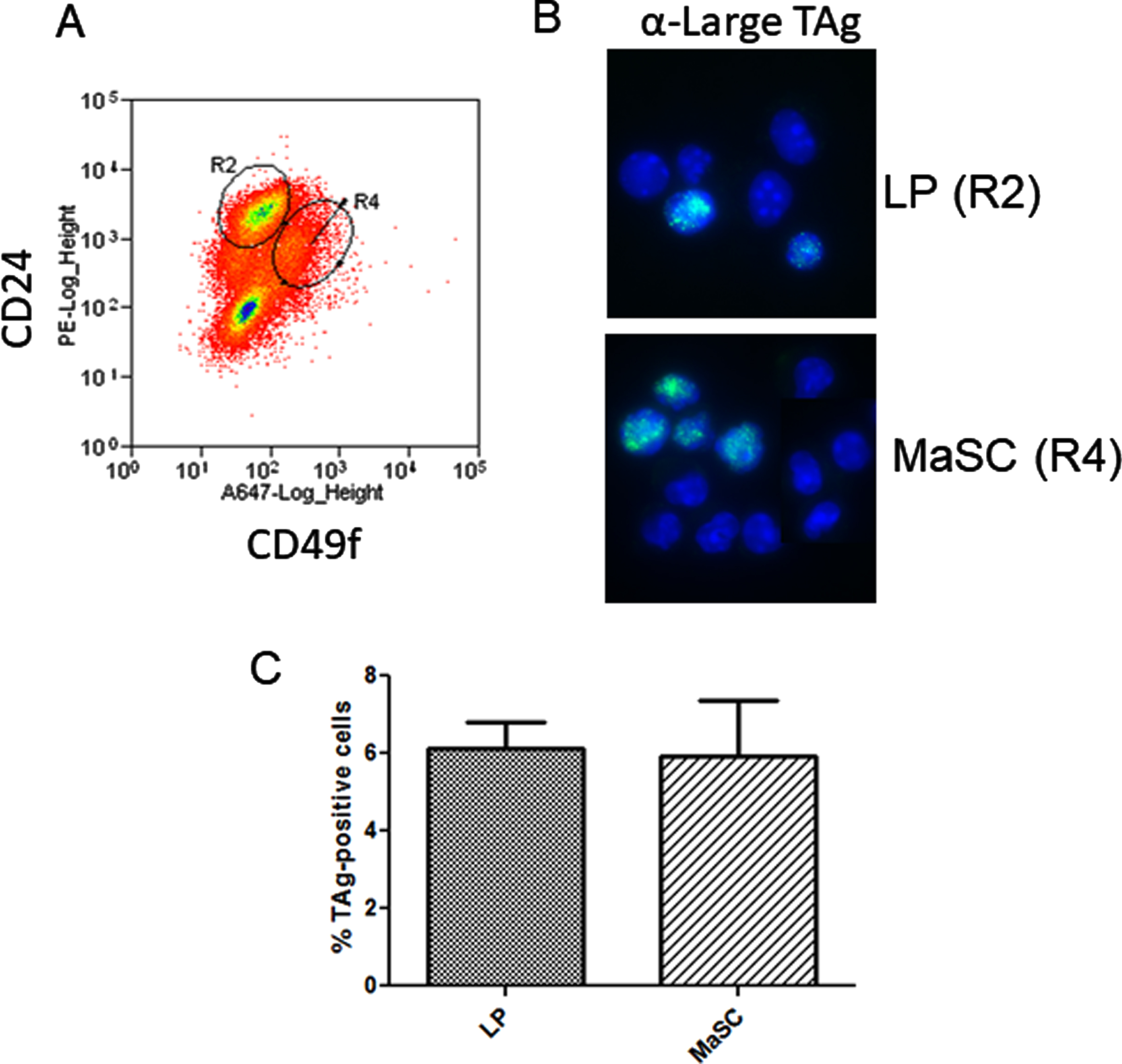 C3(1)-SV40-TAg is expressed in basal and luminal mammary progenitors: A, Linneg mammary gland cells from 8 week old virgin C3(1)TAg transgenic mice were isolated and subjected to FACS analysis to enrich mammary luminal progenitors and basal/MaSc populations using linp ∘s exclusion and CD24/CD49f immunophenotype. B, FACS-sorted cells were cytospun and IF performed to detect TAg. C, The percentage of TAg-expressing cells was calculated from counting total GFP-positive cells/ total DAPI nuclei. >200 cells per slide were counted. No significant difference between populations was obtained (unpaired t-test).
