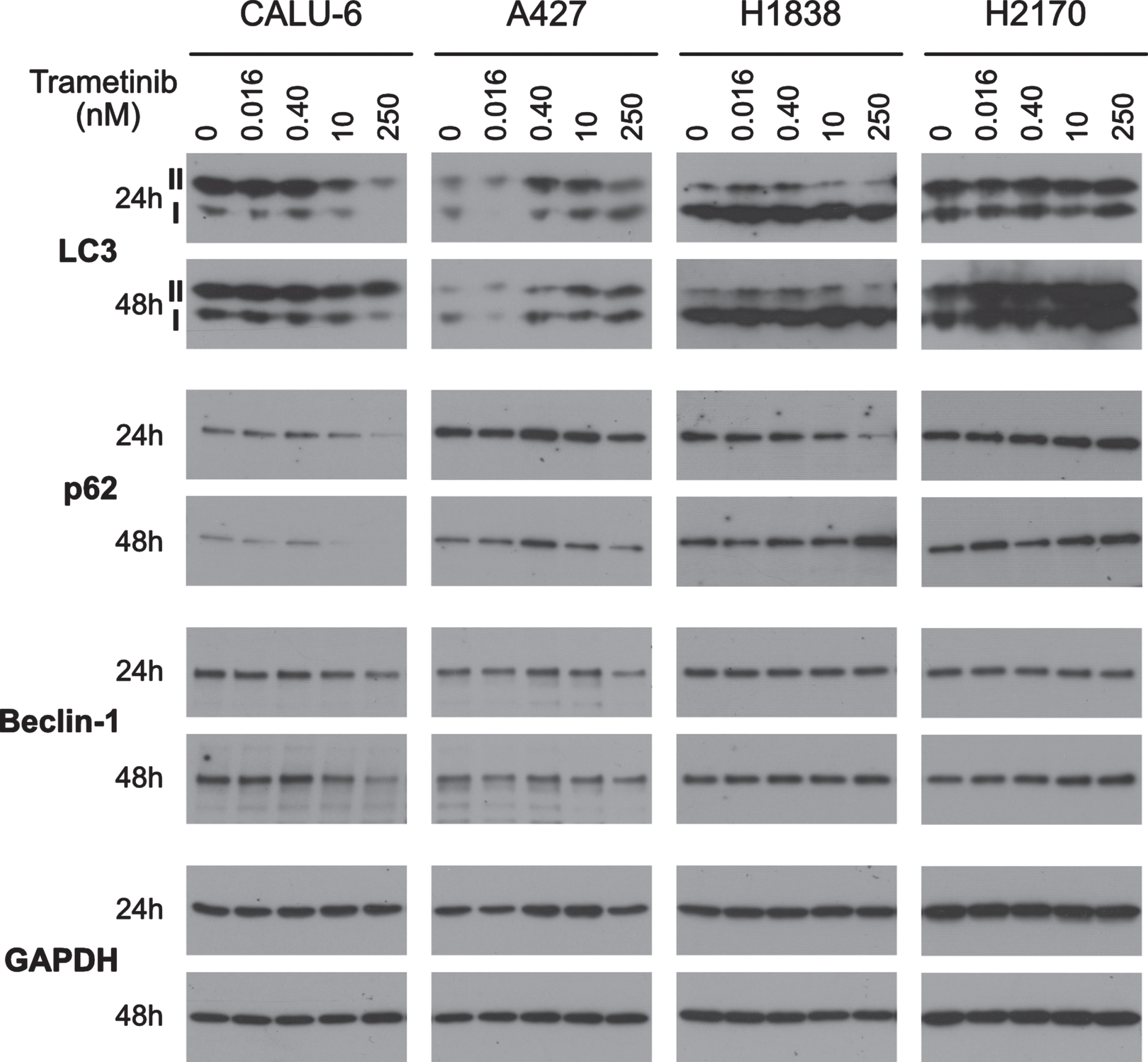 Autophagy as a protective mechanism against trametinib. Autophagy flux (LC3 and p62) and initiation (Beclin 1) was determined by performing immunoblotting of one highly sensitive (CALU-6), one moderately sensitive (A427) and two minimally sensitive (H1838 & H2170) cell lines. Cells were treated with 0, 0.016, 0.4, 10 or 250 nM trametinib for 24 or 48 h. Six ug of protein was loaded in each lane for each sample. Equal loading of protein was determined by GAPDH. Western blot images are representative of two independent experiments.