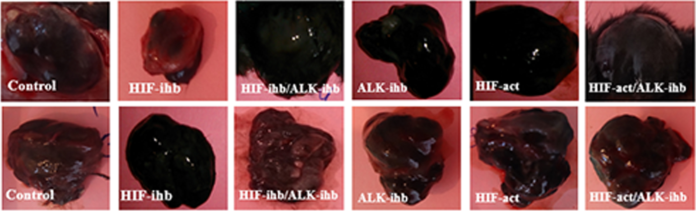 Typical photos of isolated tumors from each group.